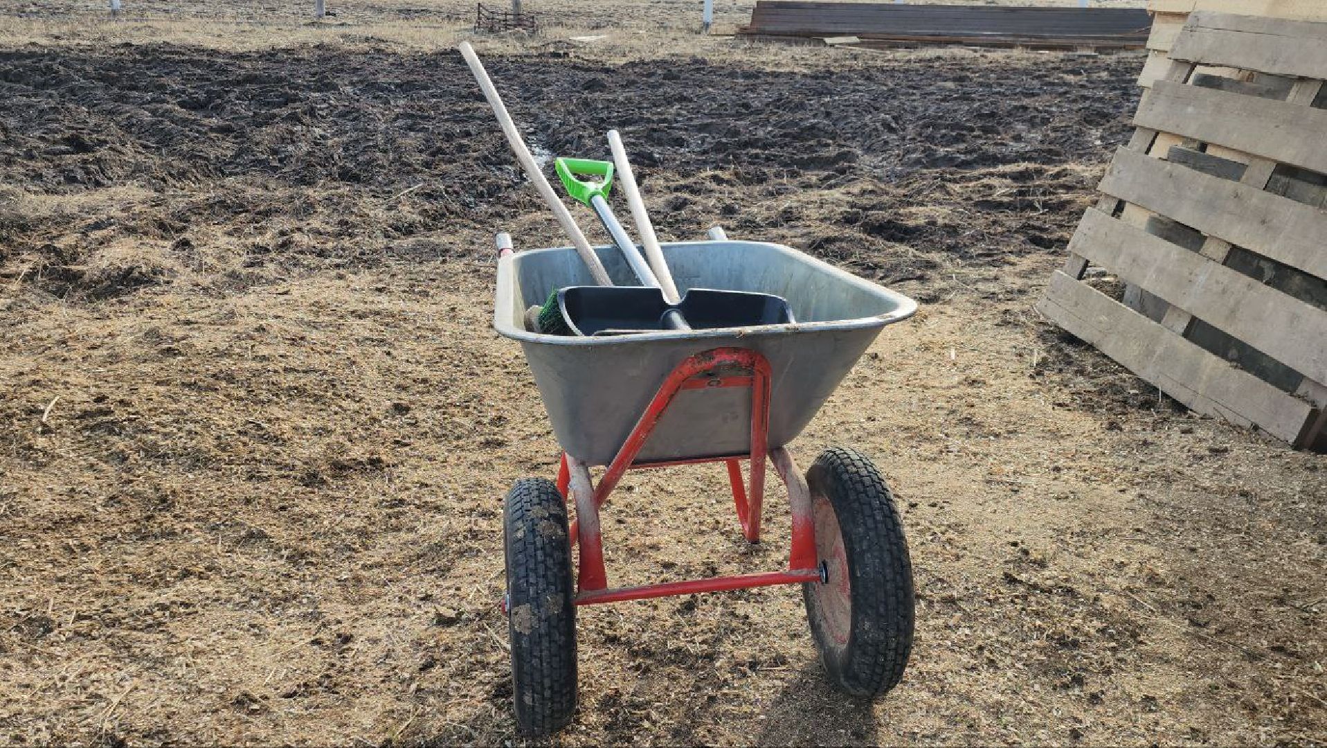 луховицы, конные прогулки, конный спорт,