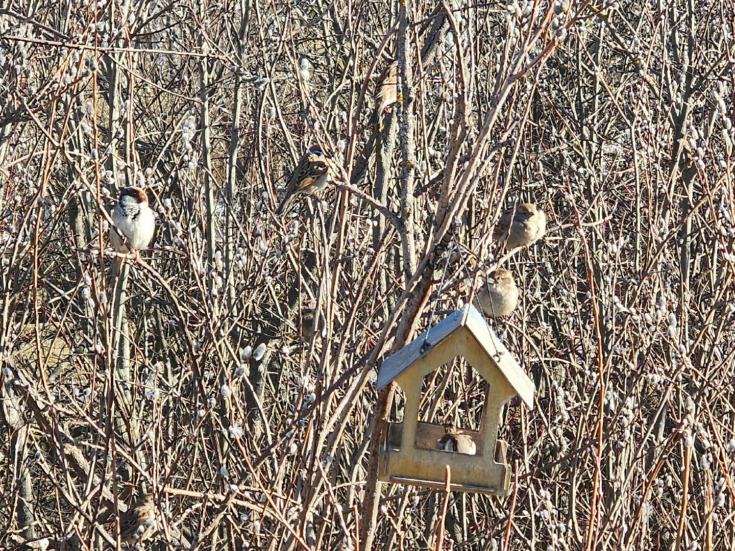 пушкино, спорт, бегун, марафон,