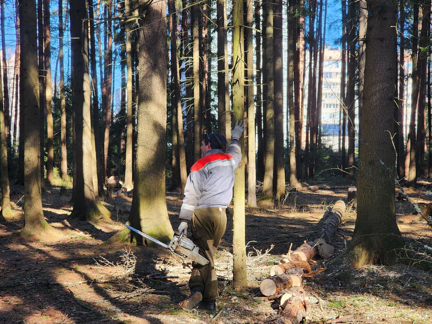 дубна, мемориальный комплекс, братская могила, субботник, глава городского округа, благоуйстройство, уборка леса,