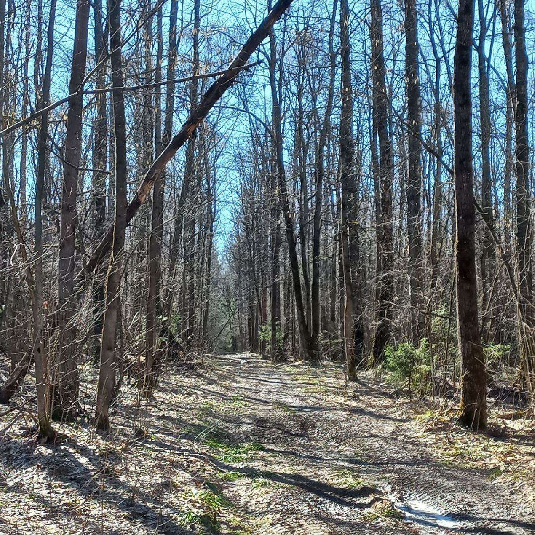 сергиев посад, туризм, история, лес,