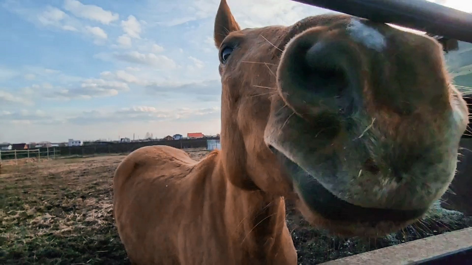 Раменский округ, Конный клуб, Дети,катание на лошадях,