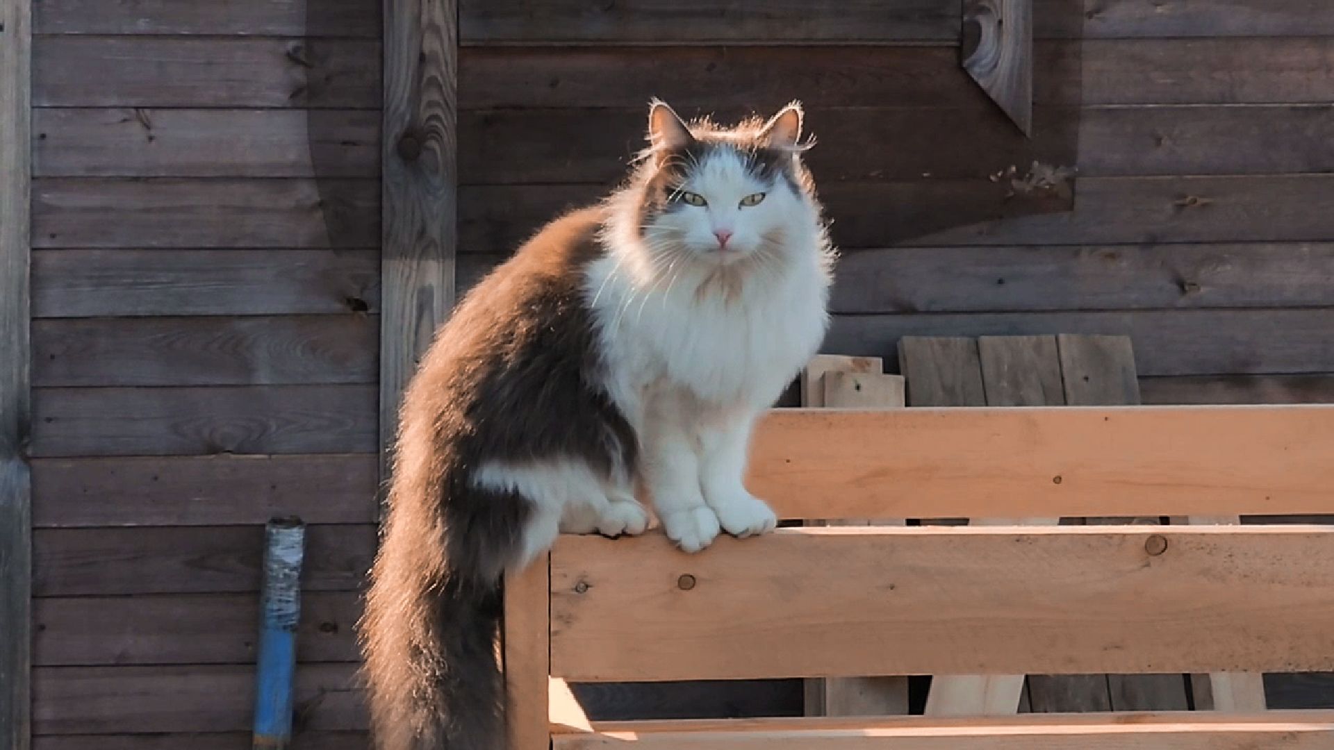 Раменский округ, Конный клуб, Дети,катание на лошадях,