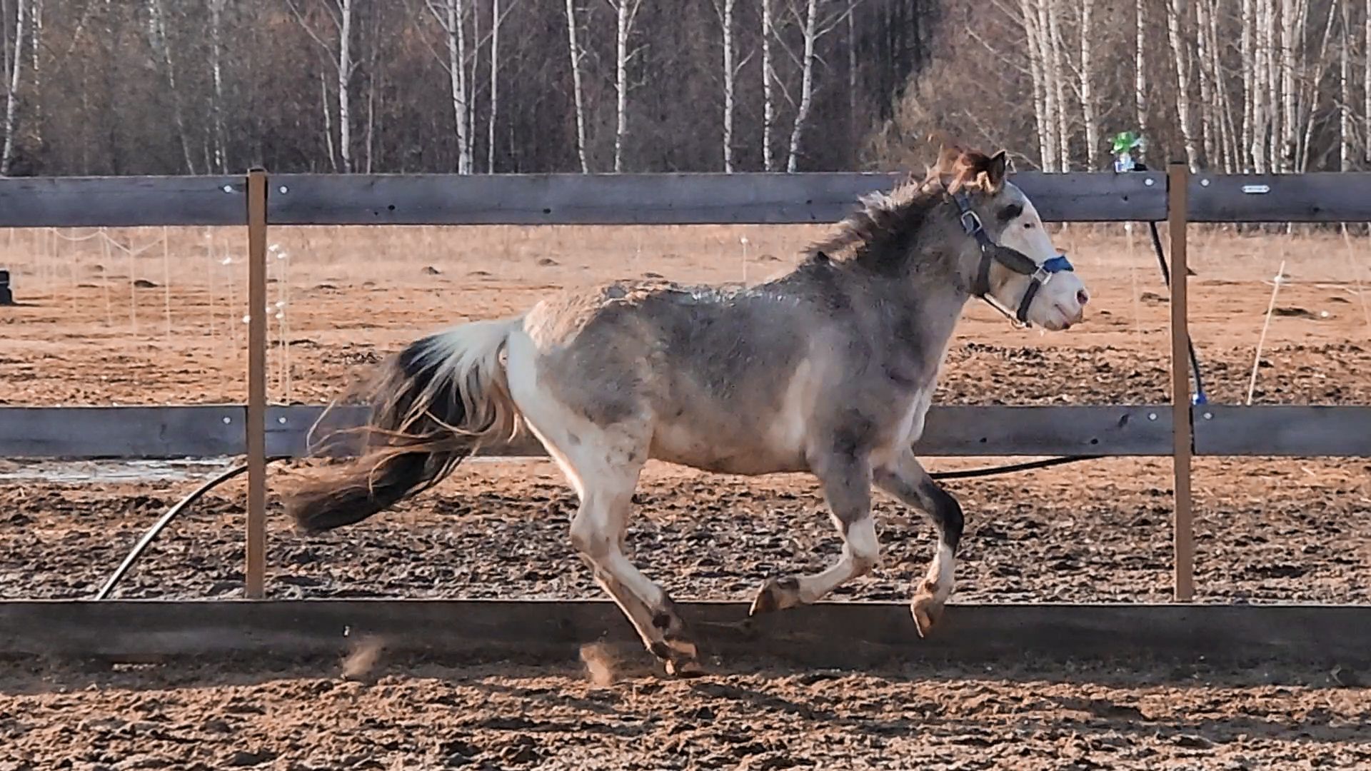 Раменский округ, Конный клуб, Дети,катание на лошадях,