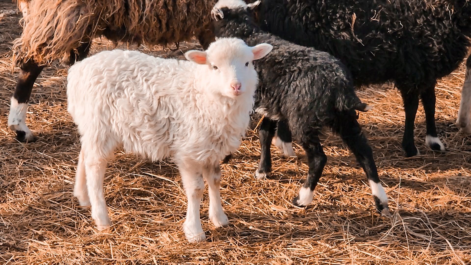 Раменский округ, Конный клуб, Дети,катание на лошадях,
