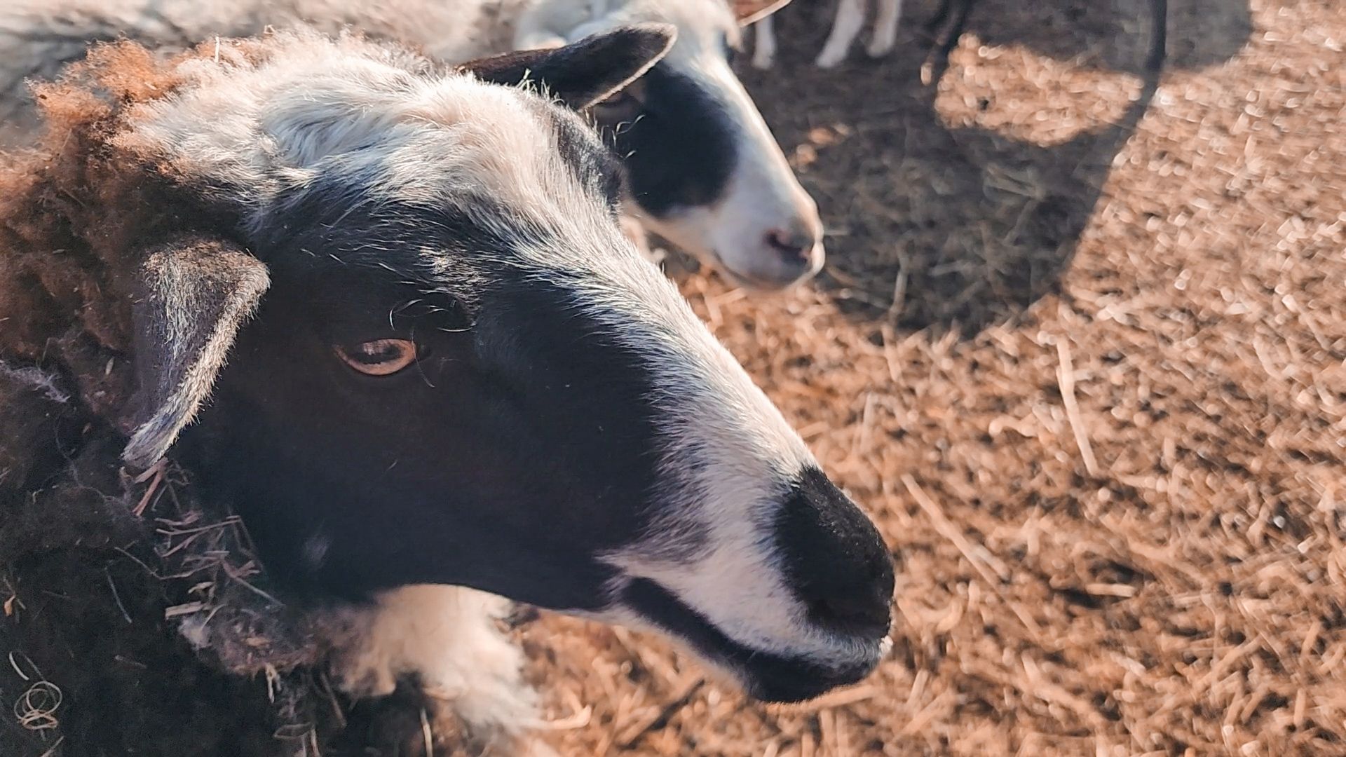 Раменский округ, Конный клуб, Дети,катание на лошадях,