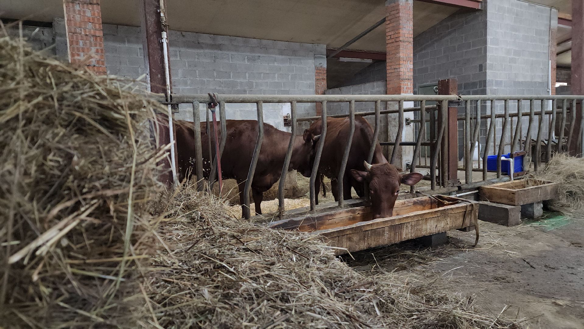 ступино, сельское хозяйство, грант, экономика,
