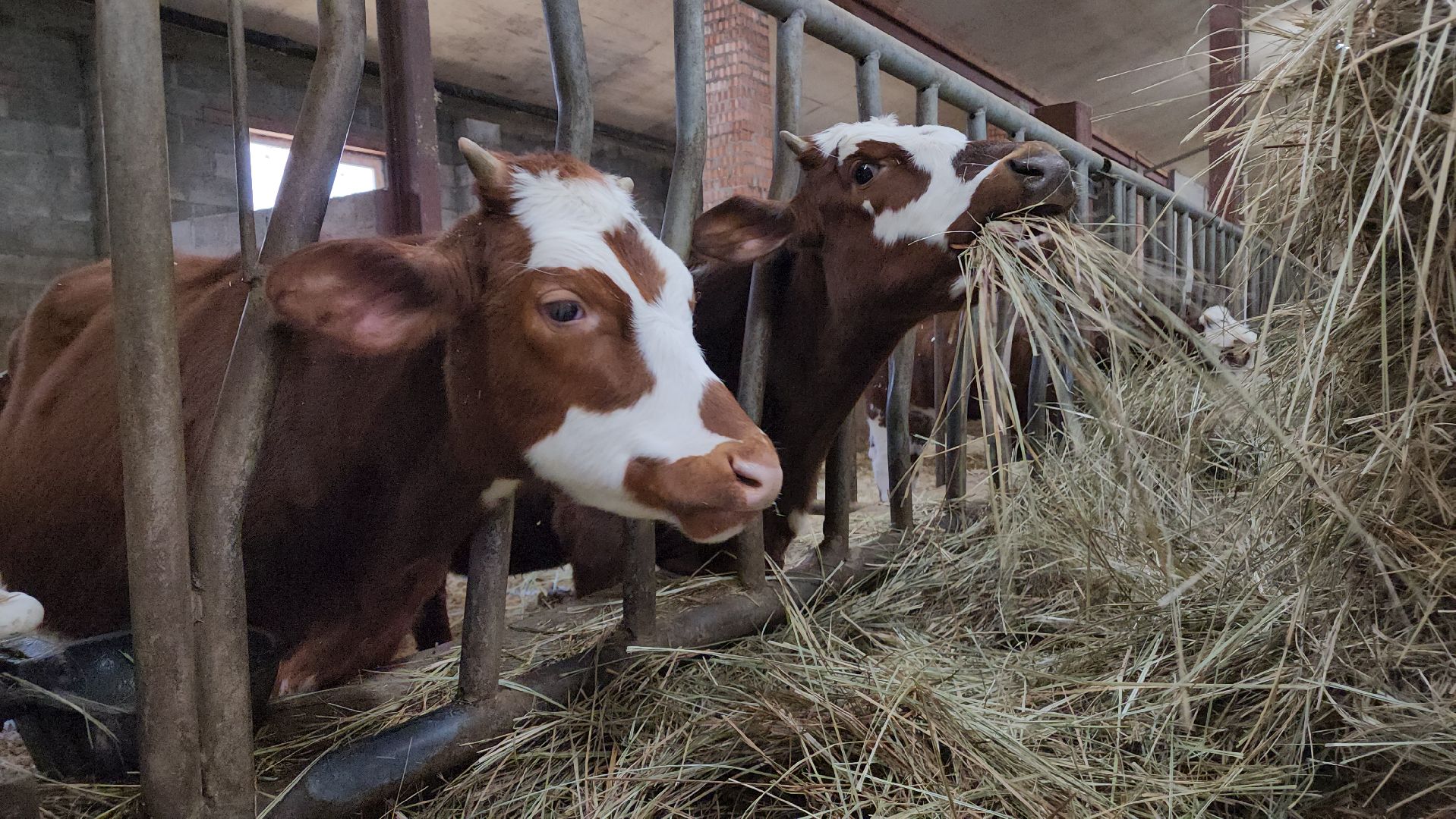 ступино, сельское хозяйство, грант, экономика,