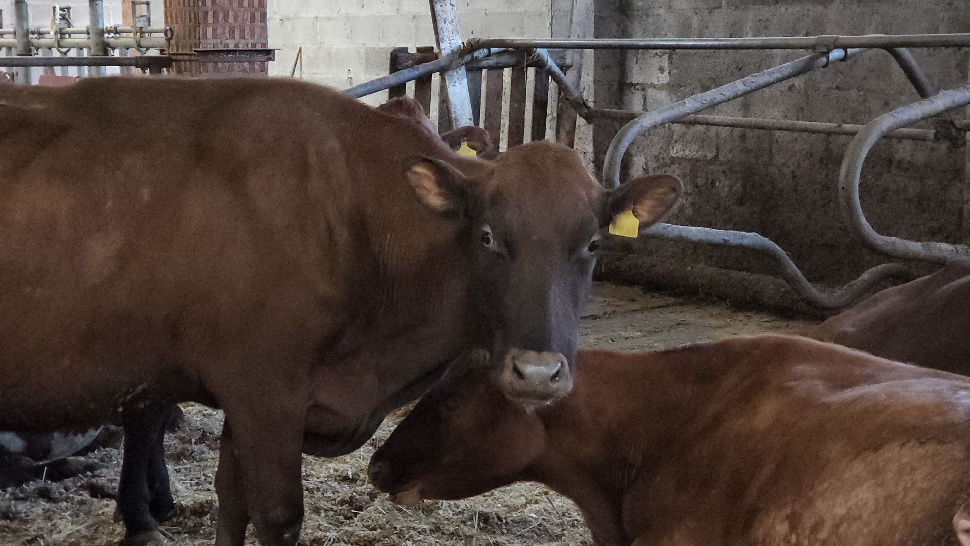 ступино, сельское хозяйство, грант, экономика,
