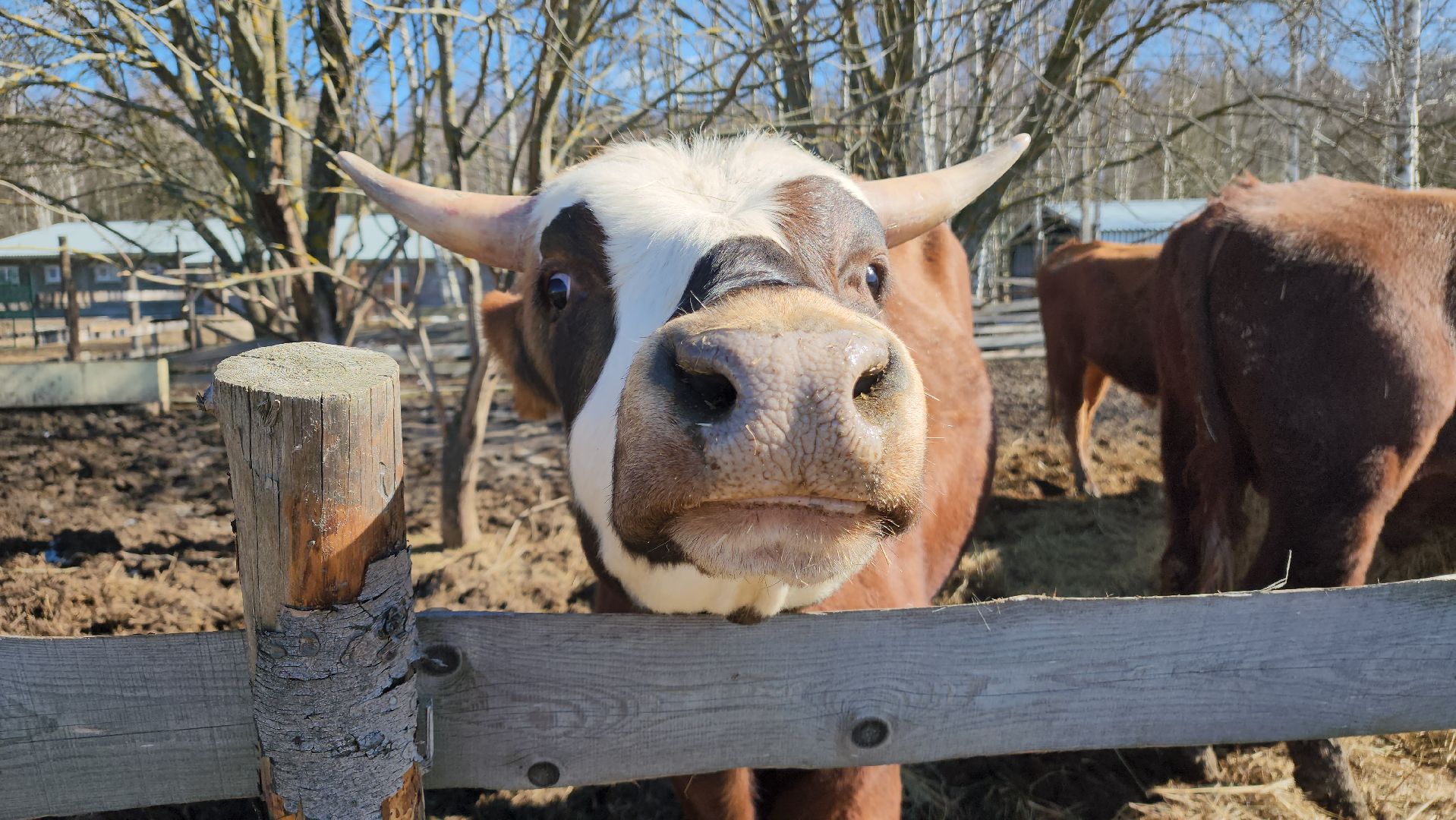 ступино, сельское хозяйство, грант, экономика,