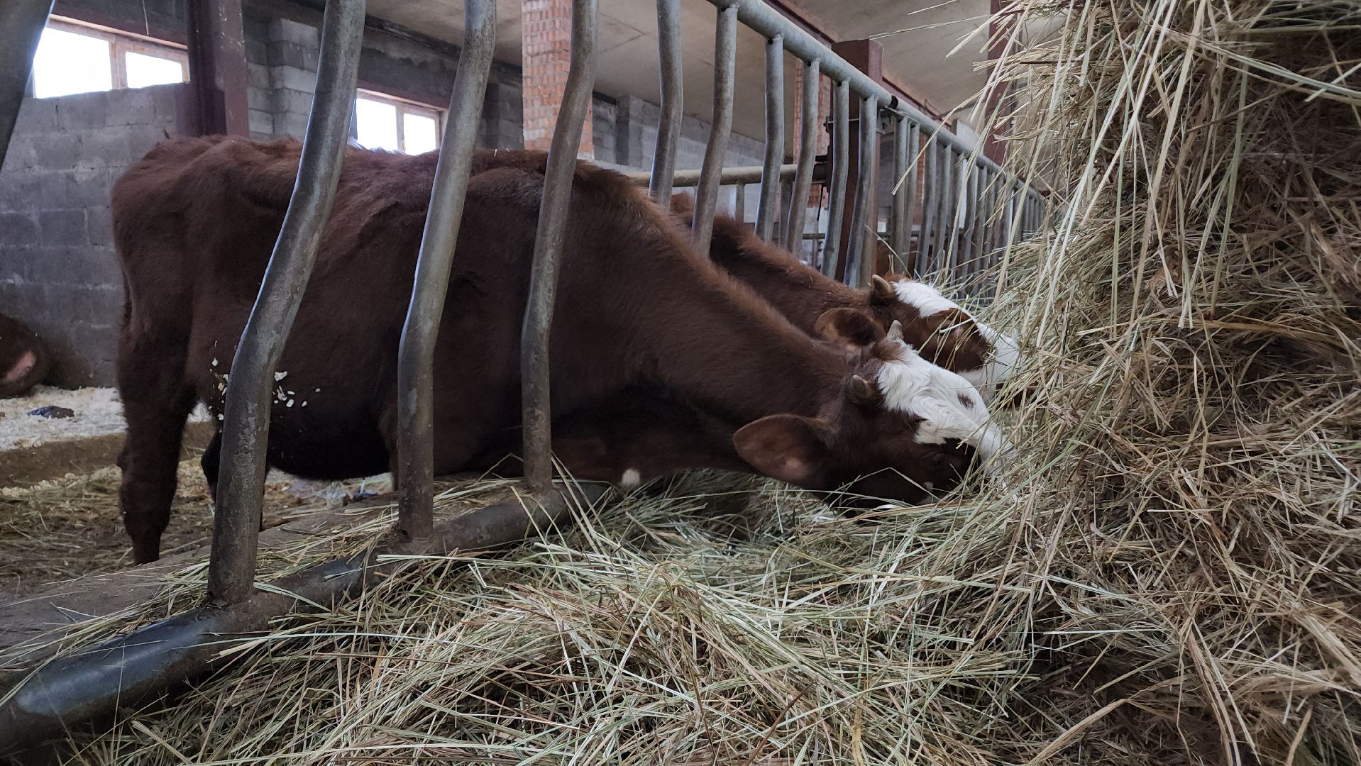 ступино, сельское хозяйство, грант, экономика,