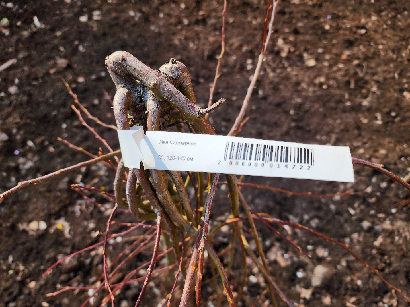 дубна, сквер журавлева, фонтан, благоуйстройство, дубна орбита,