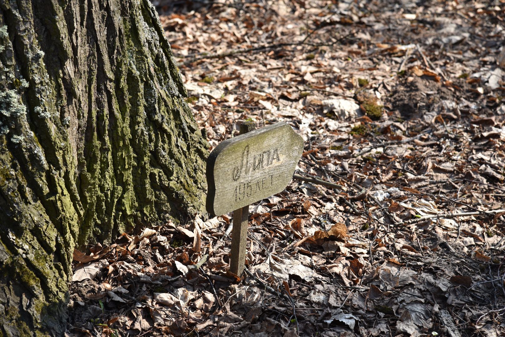 лотошино, лотошинская библиотека, лотошинский парк,