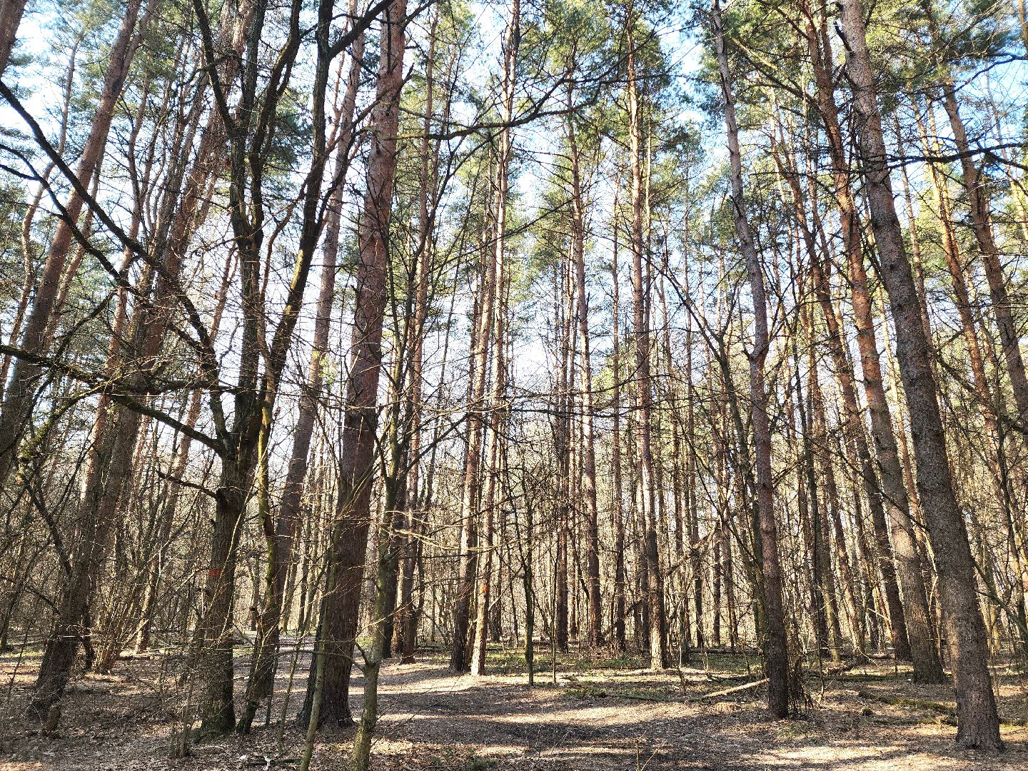 подольск, пожароопасный сезон, мособллес, профилактика пожаров,