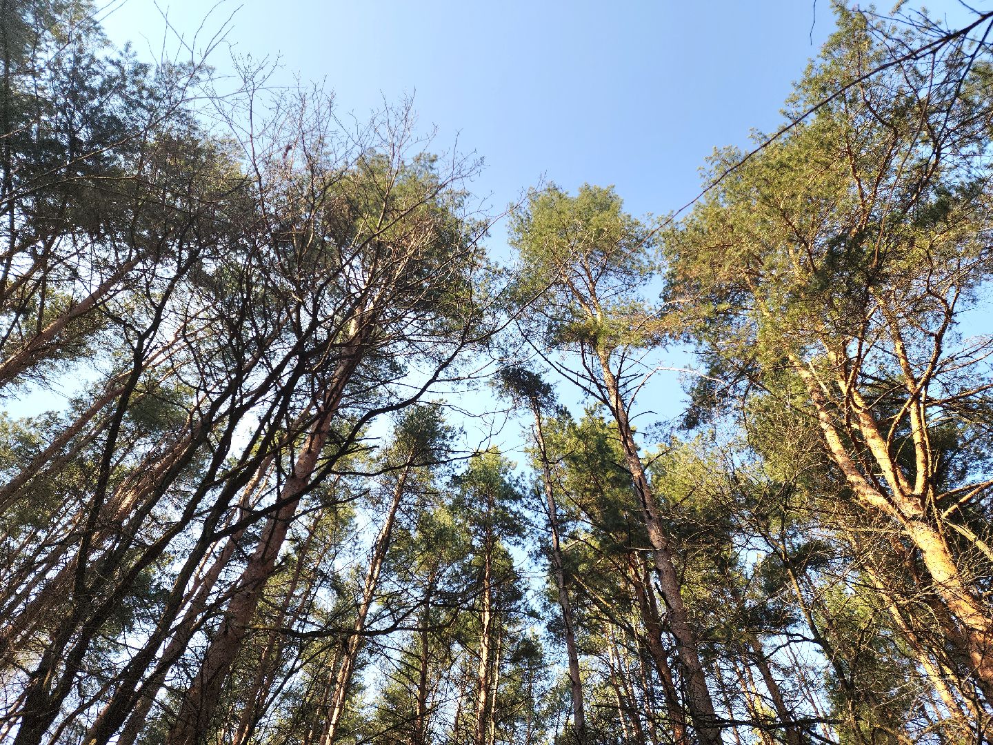 подольск, пожароопасный сезон, мособллес, профилактика пожаров,