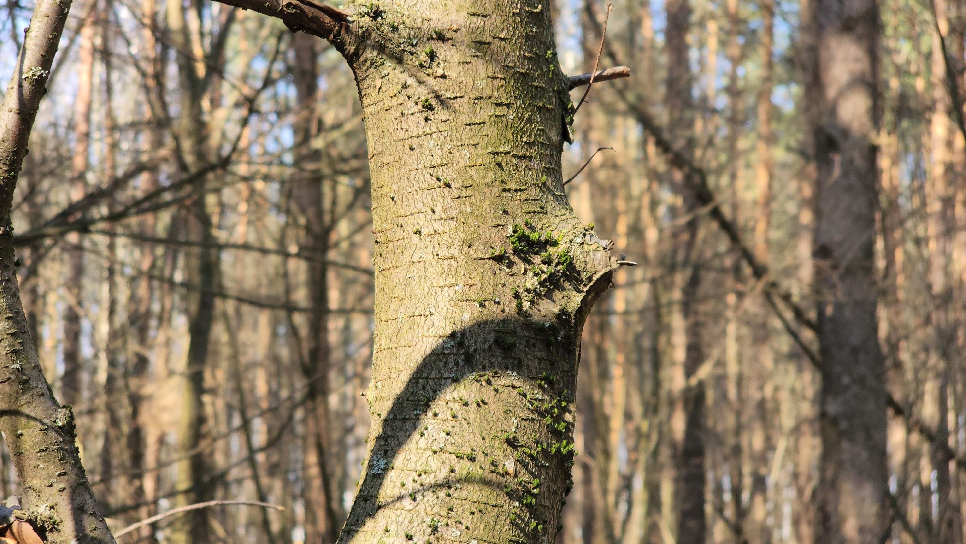 подольск, пожароопасный сезон, мособллес, профилактика пожаров,