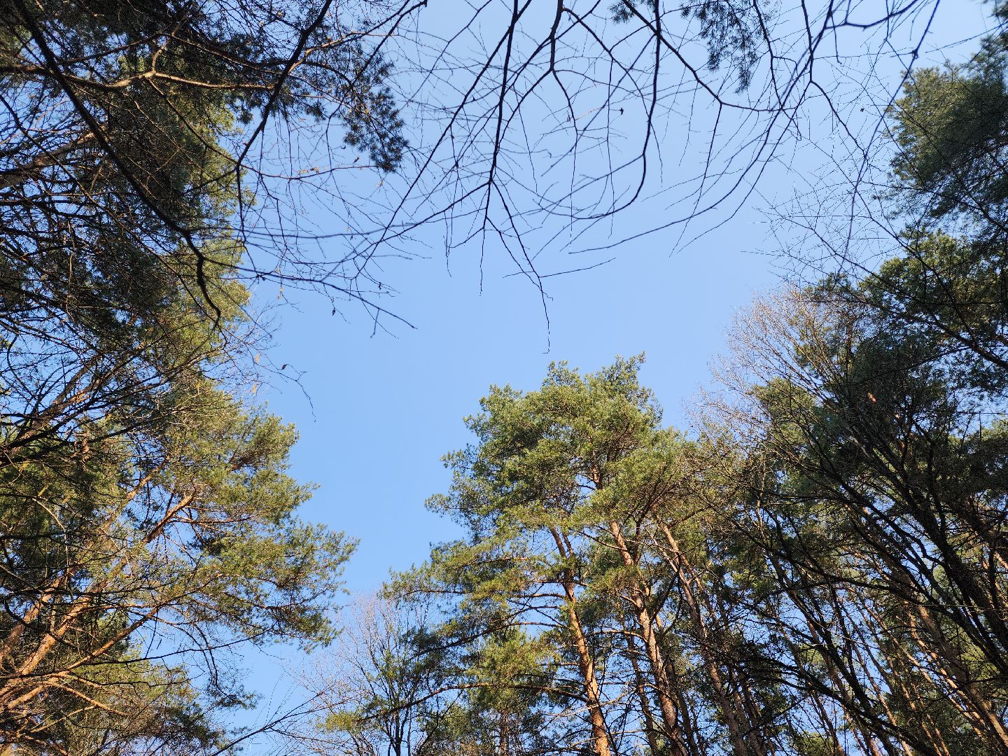 подольск, пожароопасный сезон, мособллес, профилактика пожаров,