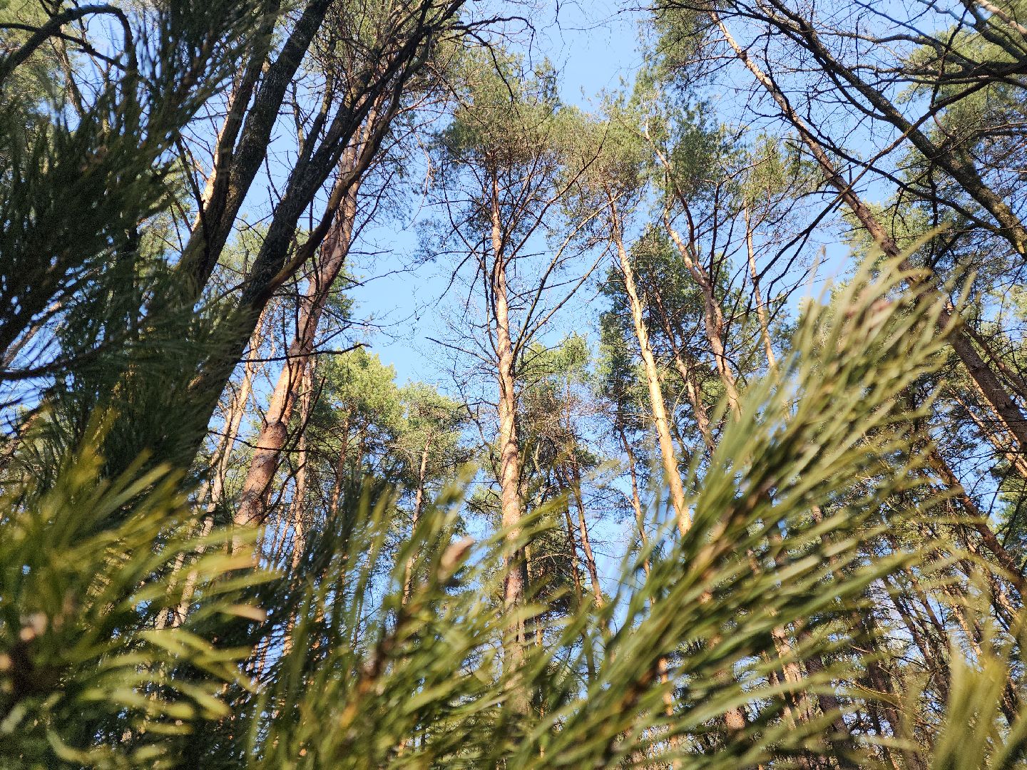 подольск, пожароопасный сезон, мособллес, профилактика пожаров,