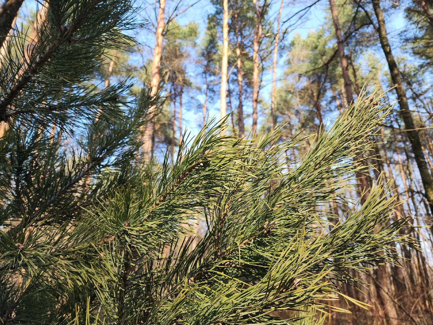 подольск, пожароопасный сезон, мособллес, профилактика пожаров,