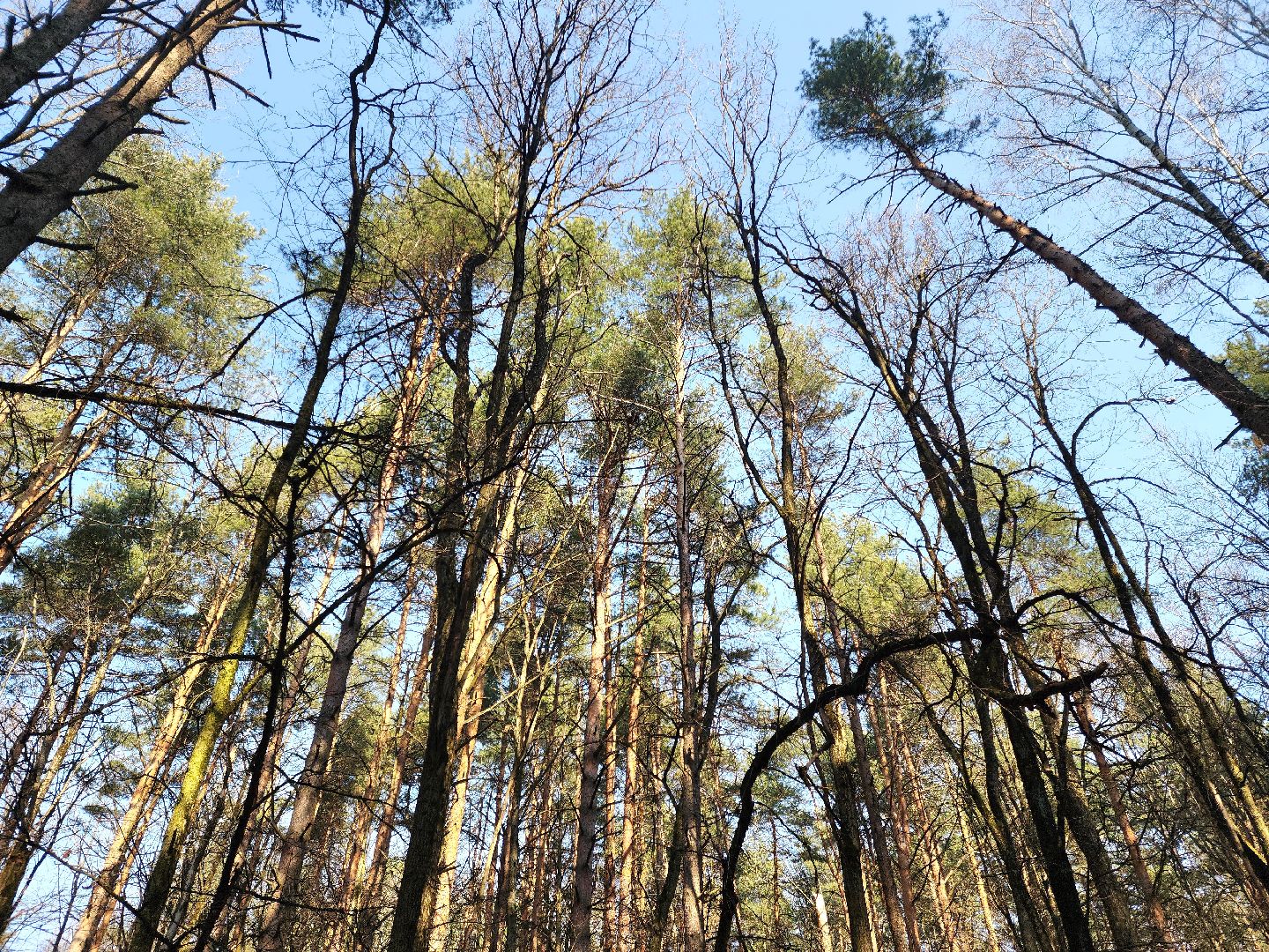 подольск, пожароопасный сезон, мособллес, профилактика пожаров,
