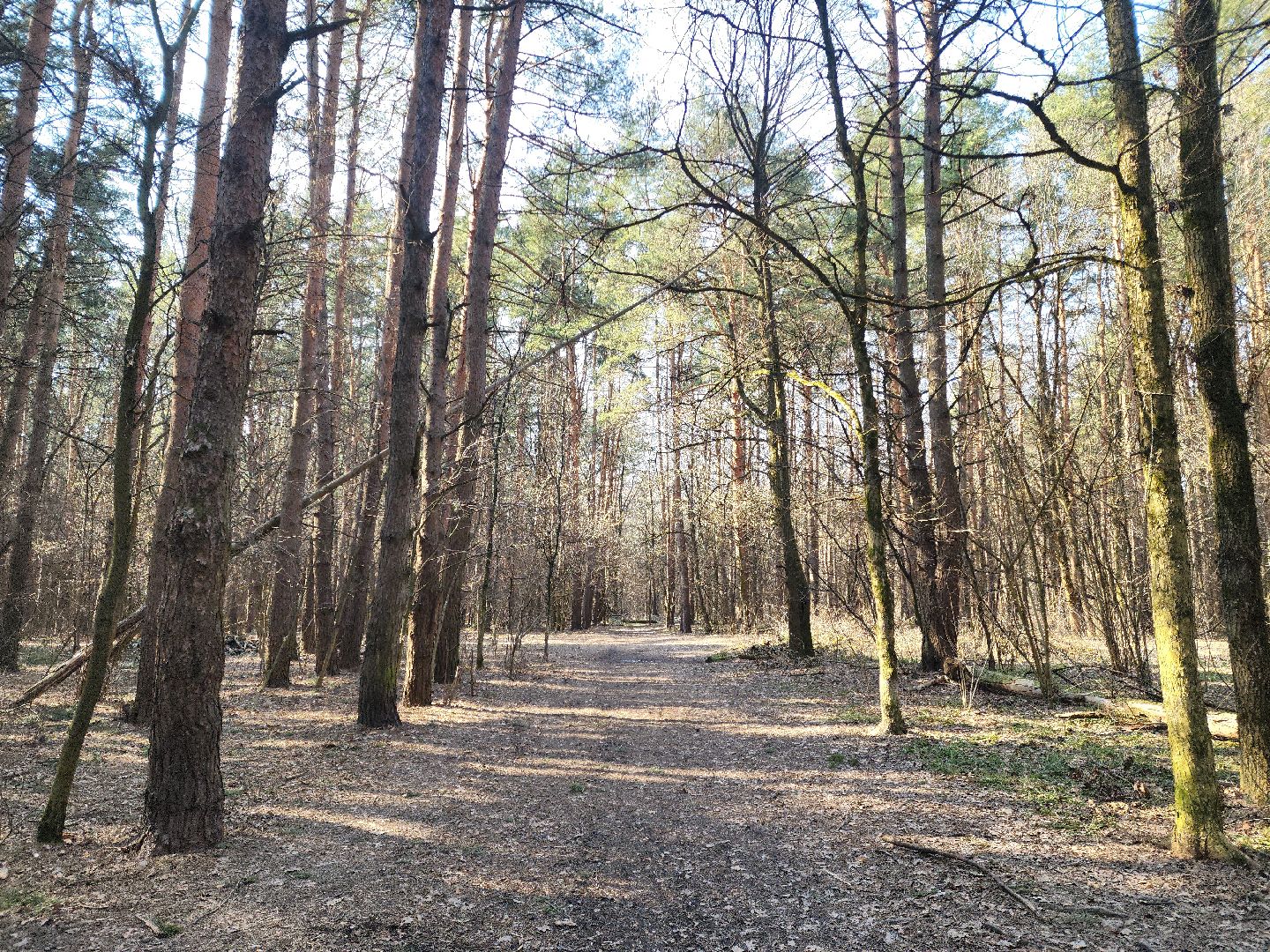 подольск, пожароопасный сезон, мособллес, профилактика пожаров,