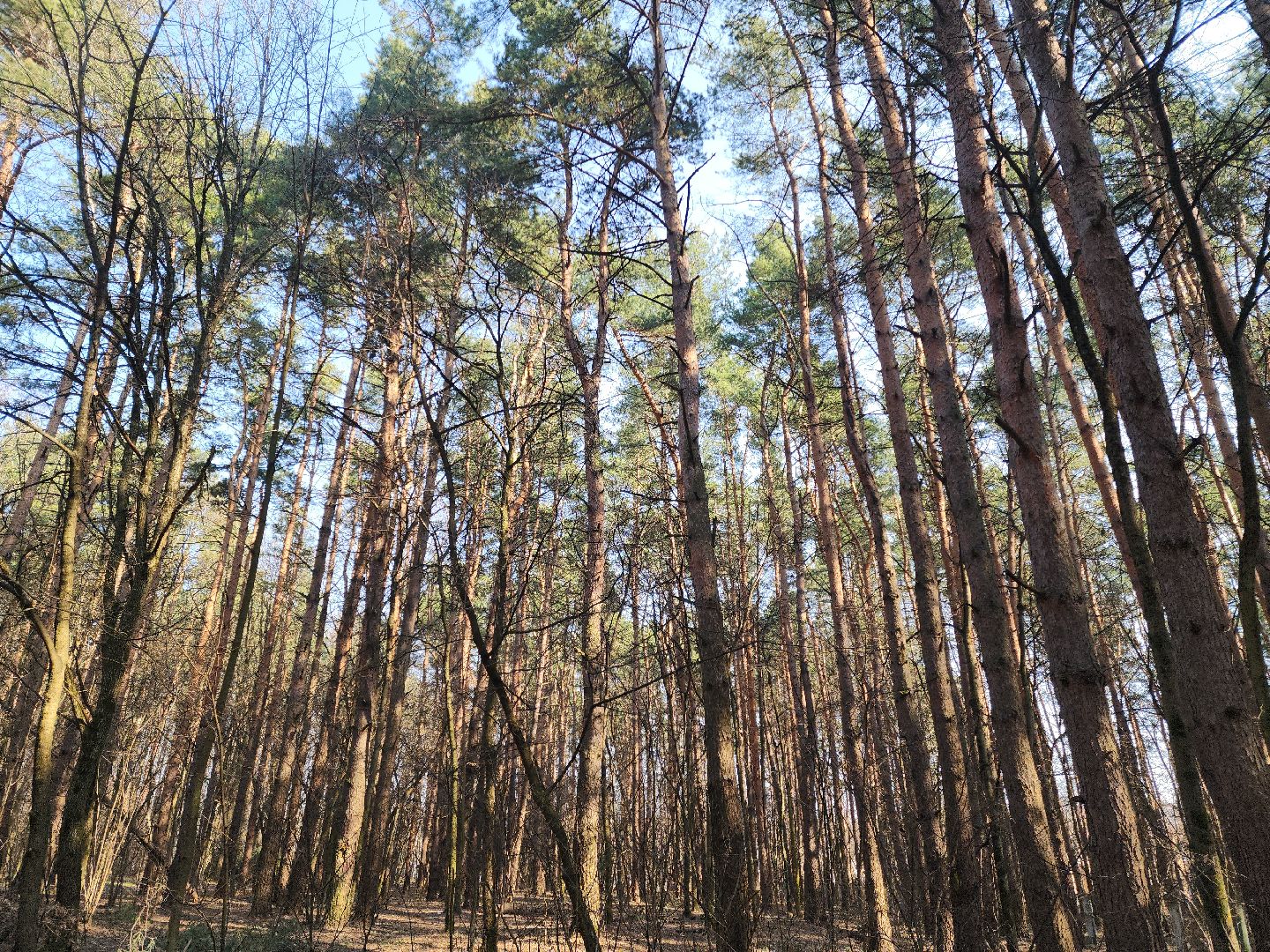 подольск, пожароопасный сезон, мособллес, профилактика пожаров,