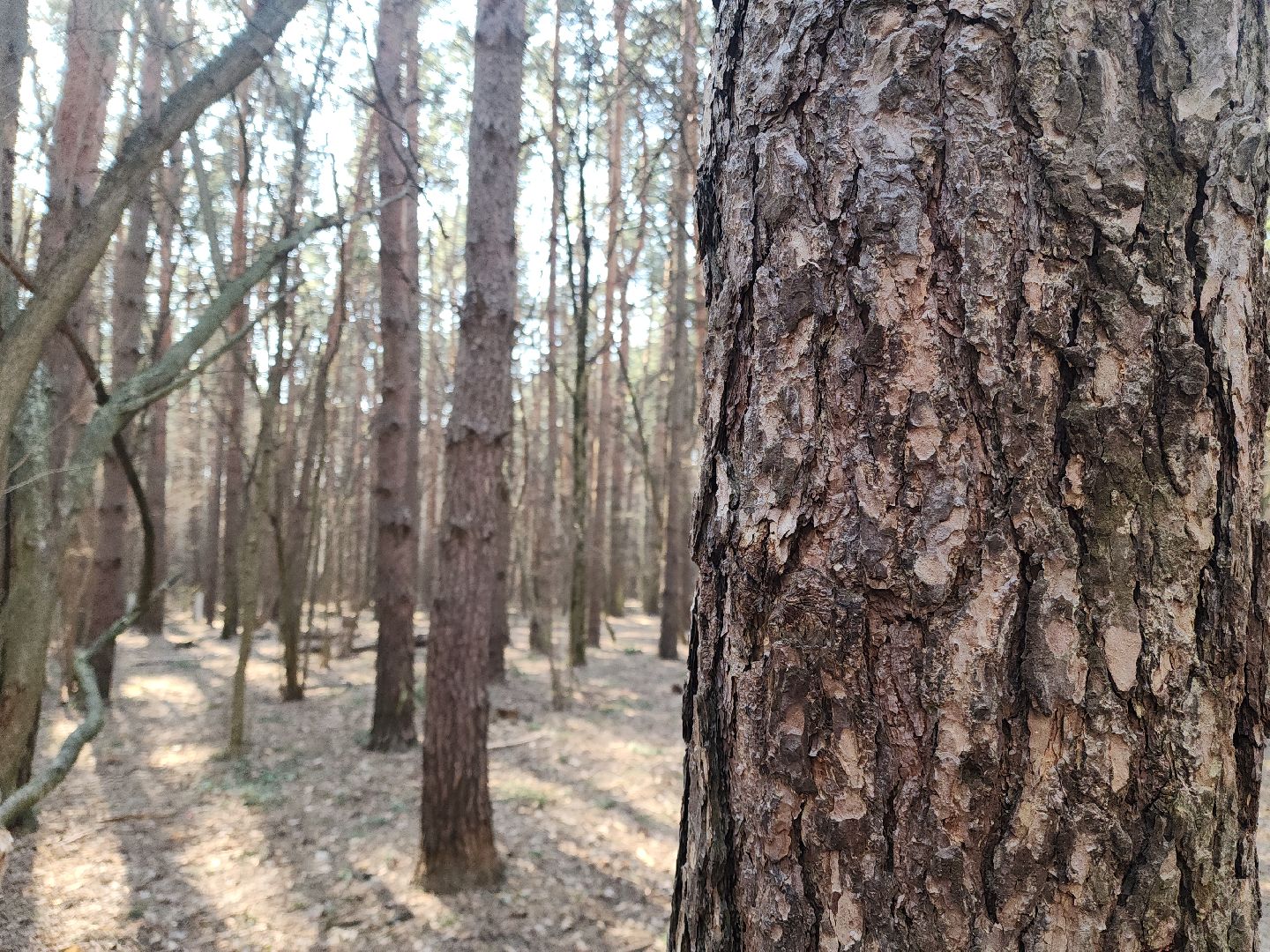 подольск, пожароопасный сезон, мособллес, профилактика пожаров,