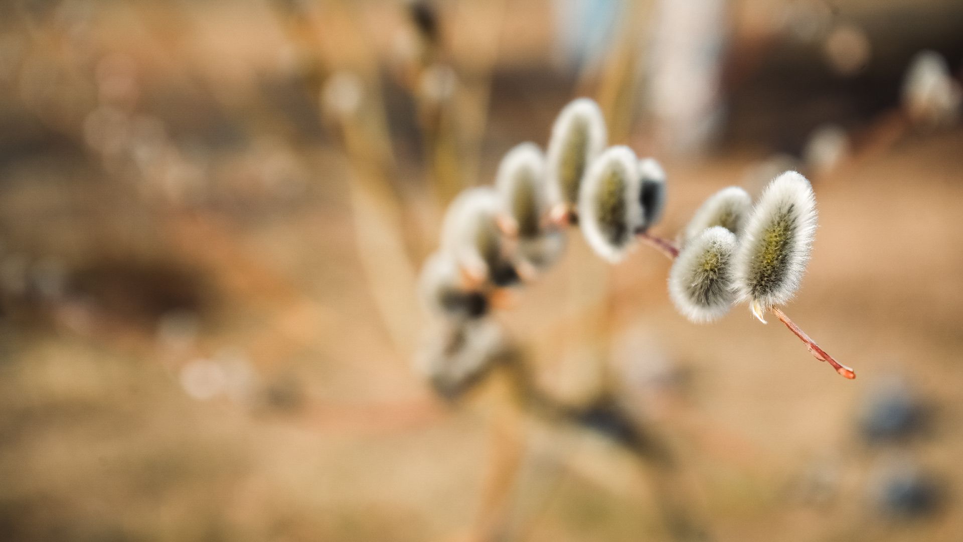 дзержинский, люберцы, Николо-Угрешский монастырь, верба,