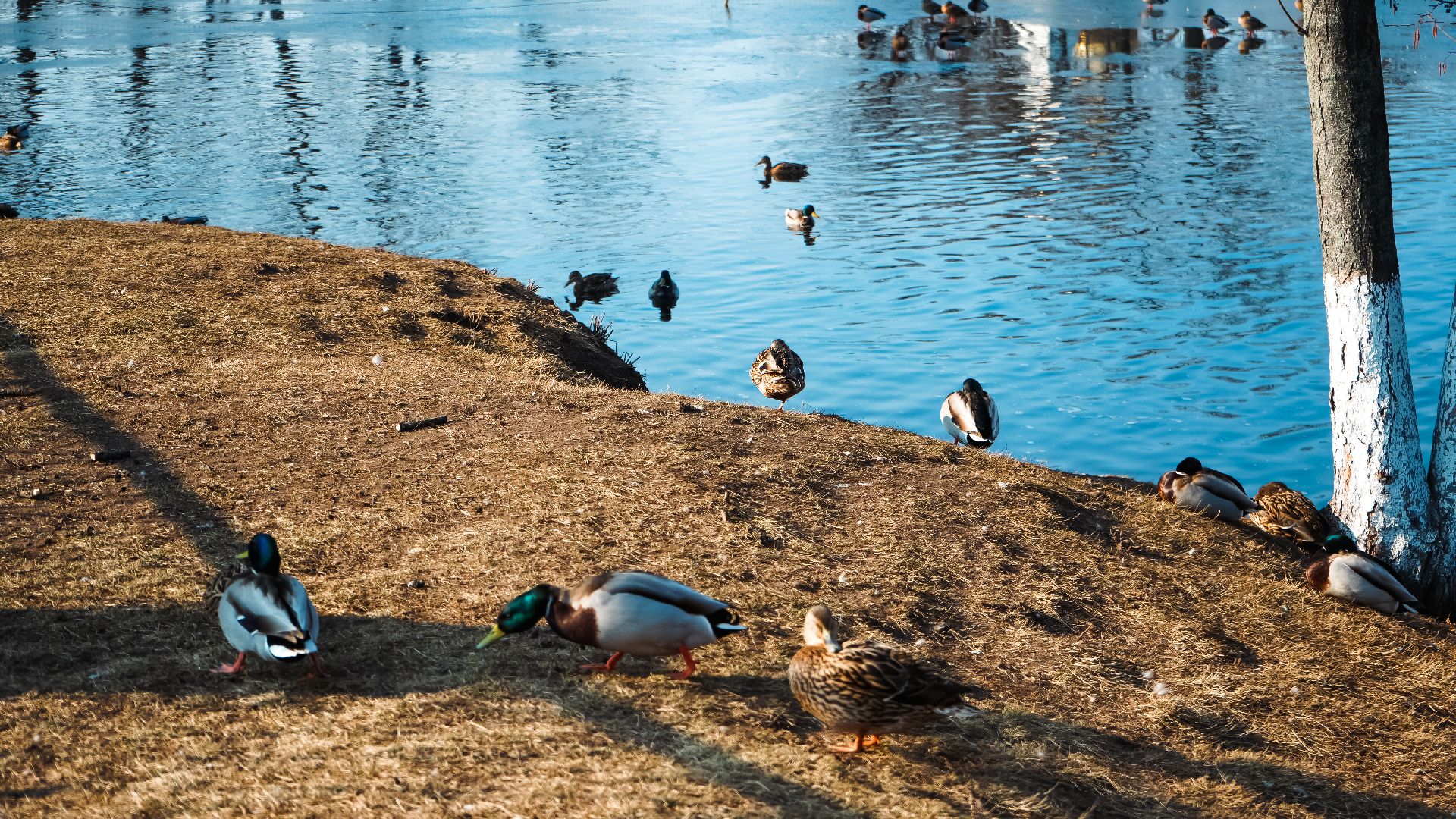 дзержинский, люберцы, Николо-Угрешский монастырь, верба,