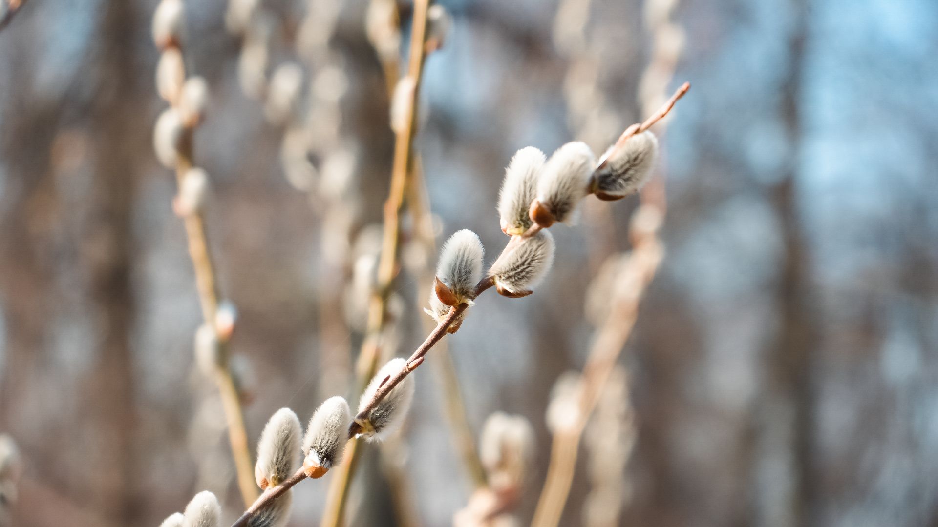 дзержинский, люберцы, Николо-Угрешский монастырь, верба,