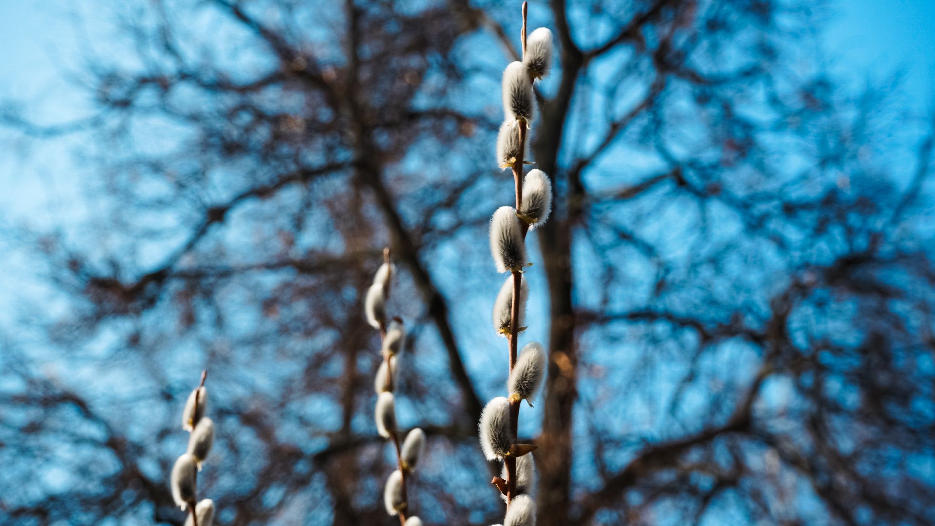 дзержинский, люберцы, Николо-Угрешский монастырь, верба,