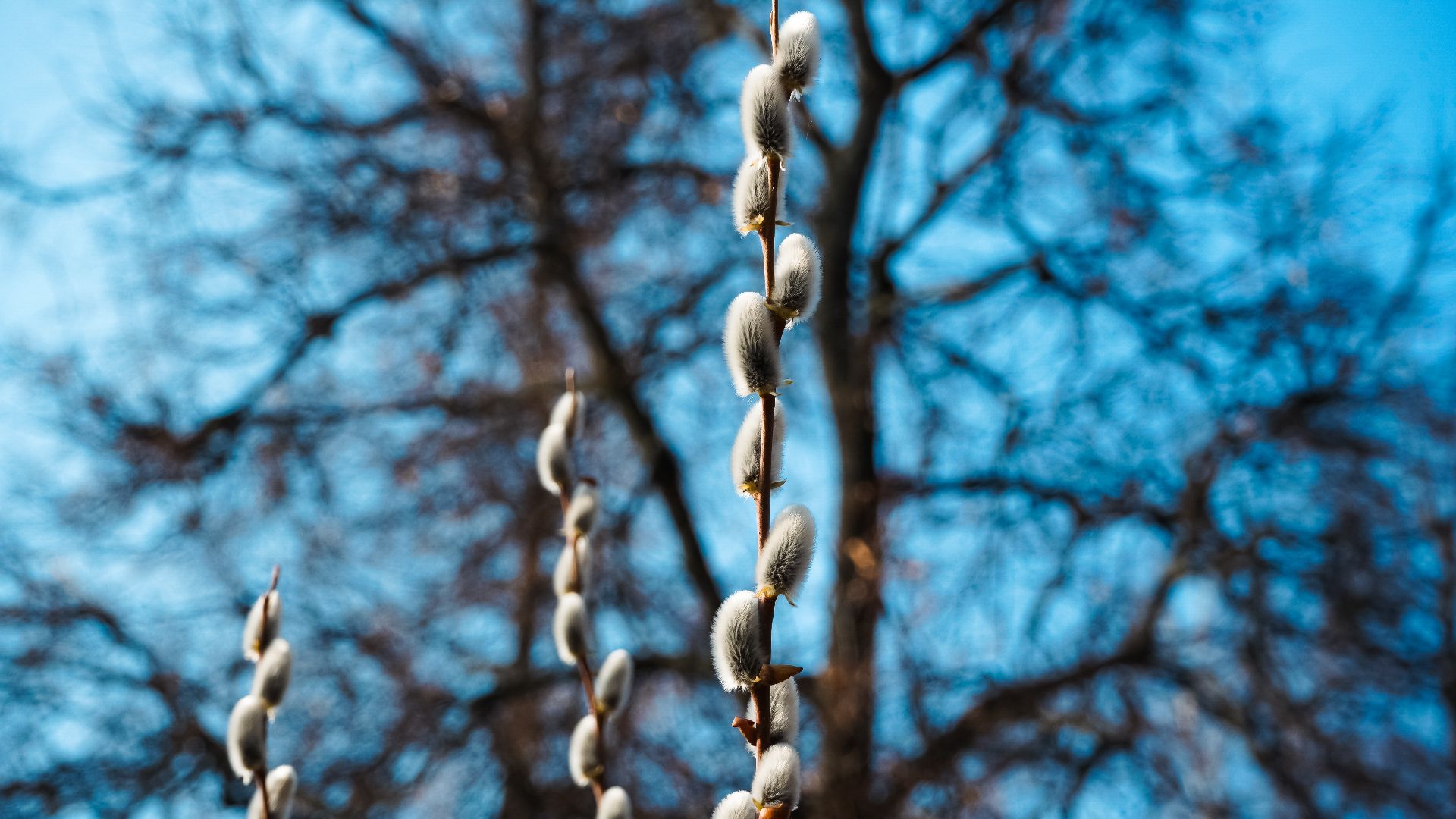 дзержинский, люберцы, Николо-Угрешский монастырь, верба,
