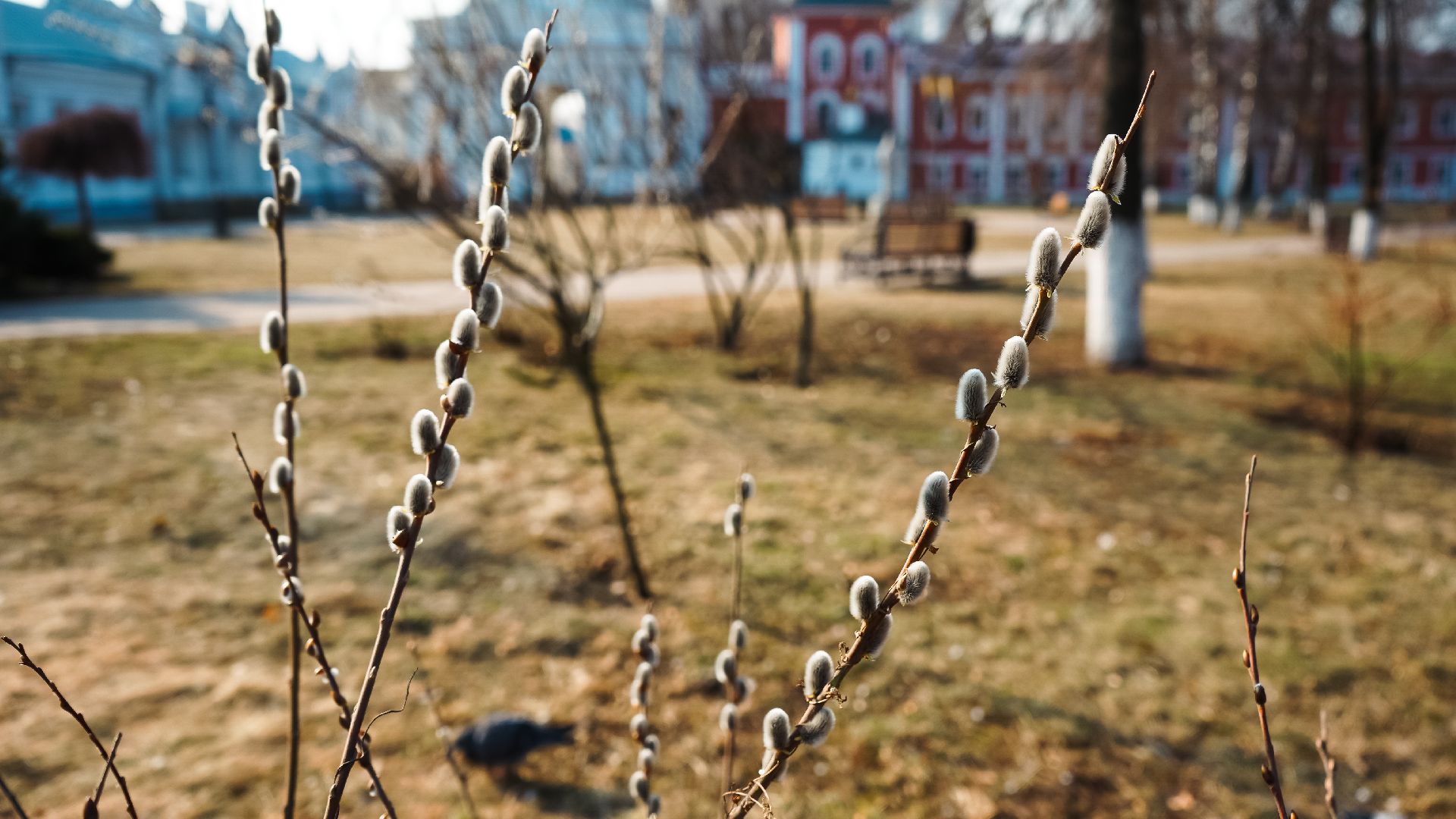 дзержинский, люберцы, Николо-Угрешский монастырь, верба,