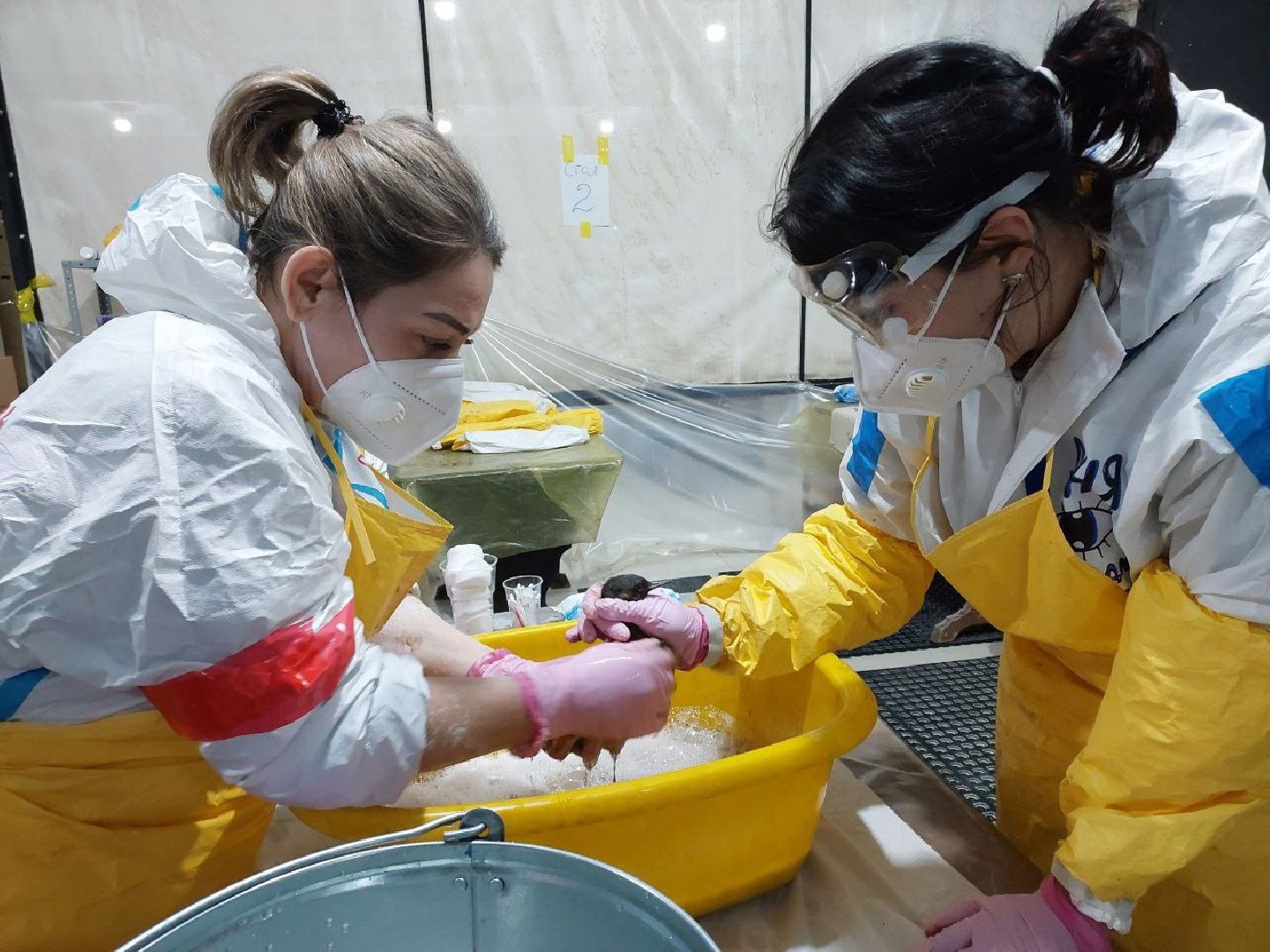 волонтеры, экология, Анапа, Лосино-Петровский,