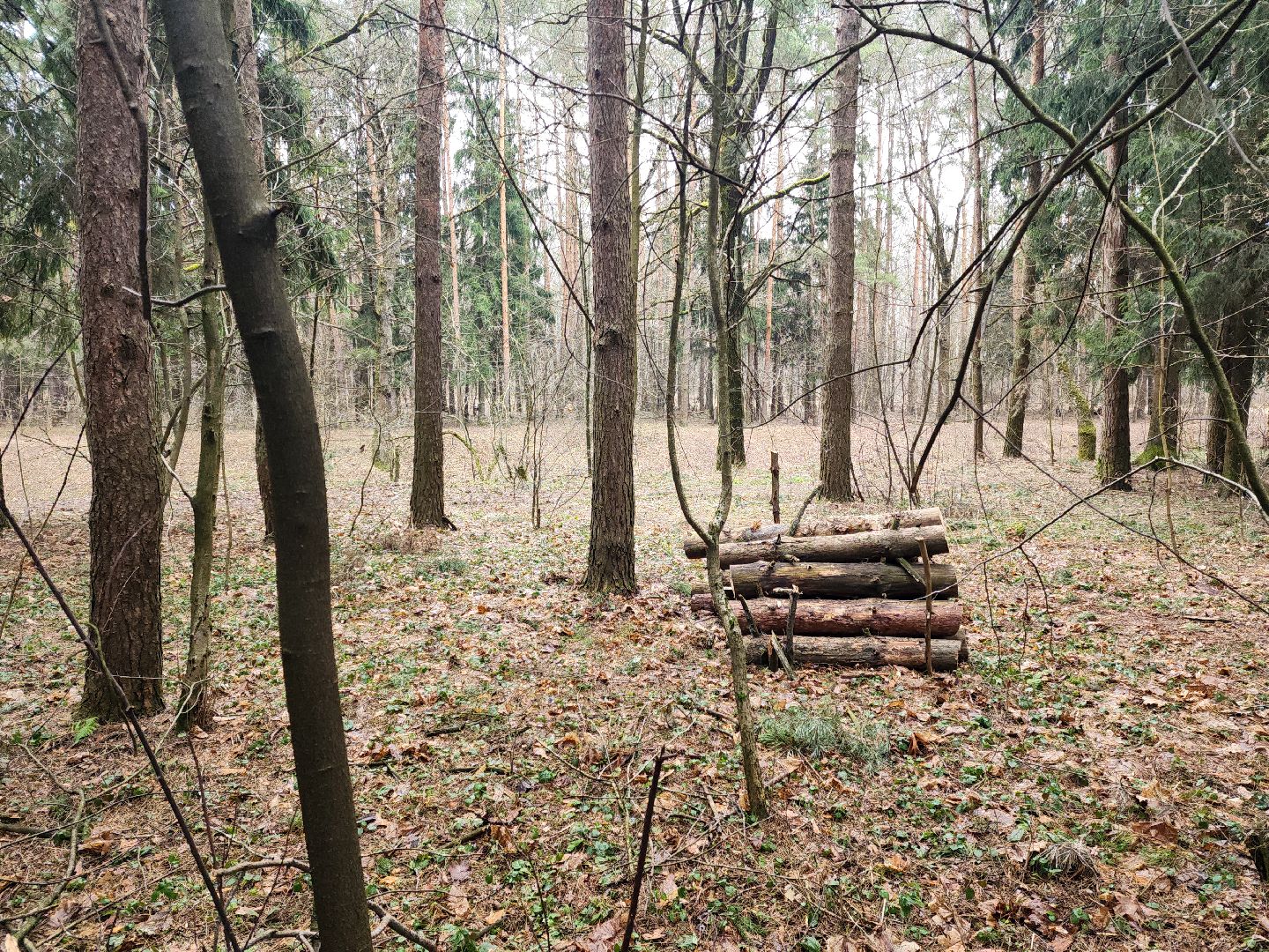 Подольск, валежник, мособллес, лесничество,