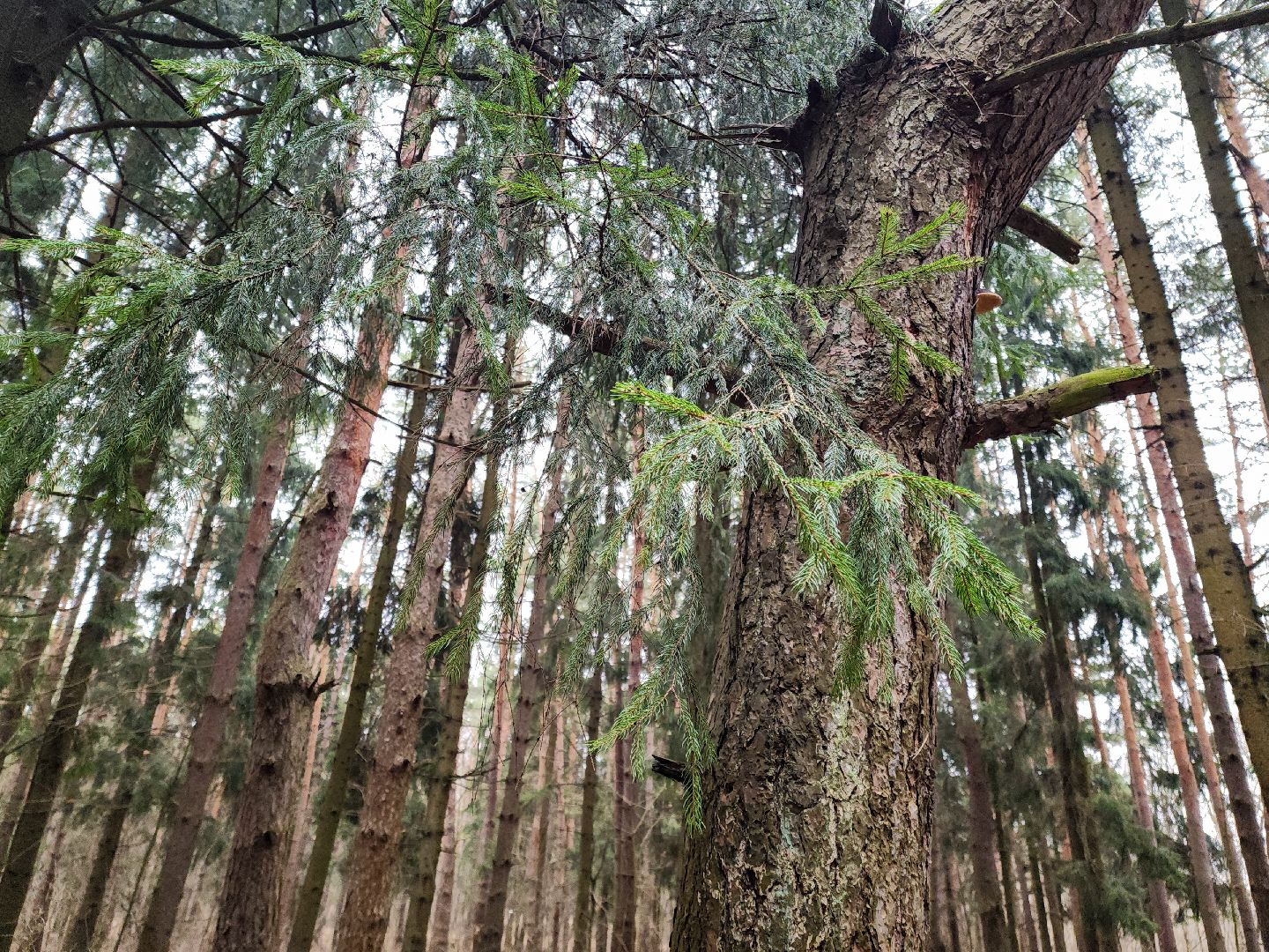 Подольск, валежник, мособллес, лесничество,