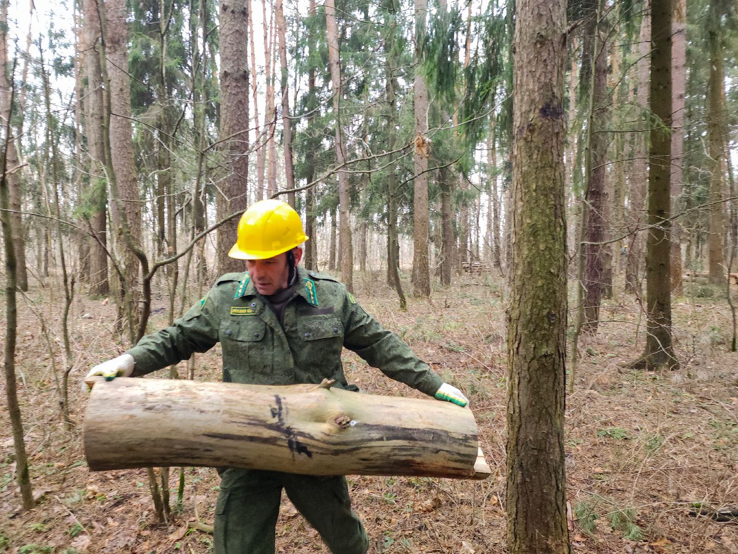 Подольск, валежник, мособллес, лесничество,