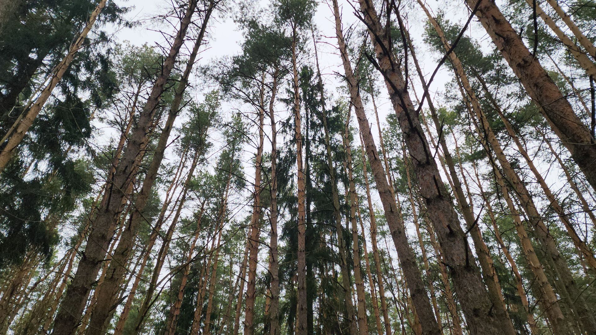 Подольск, валежник, мособллес, лесничество,