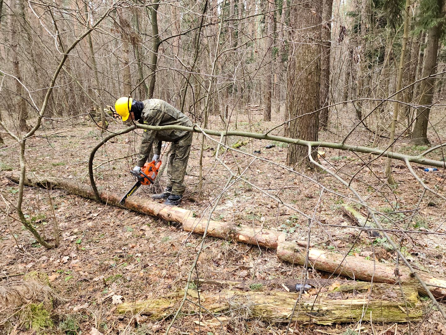 Подольск, валежник, мособллес, лесничество,