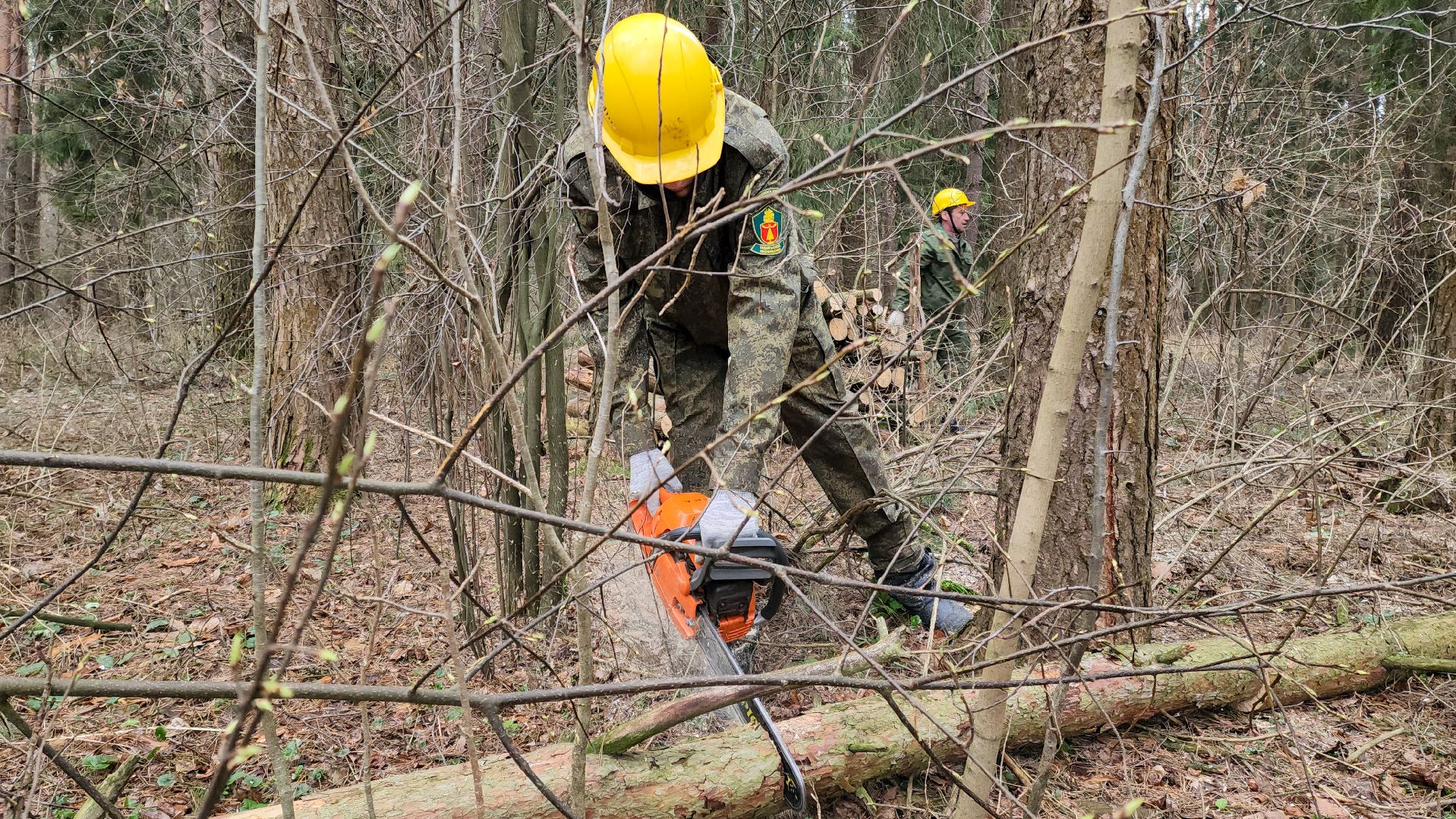 Подольск, валежник, мособллес, лесничество,