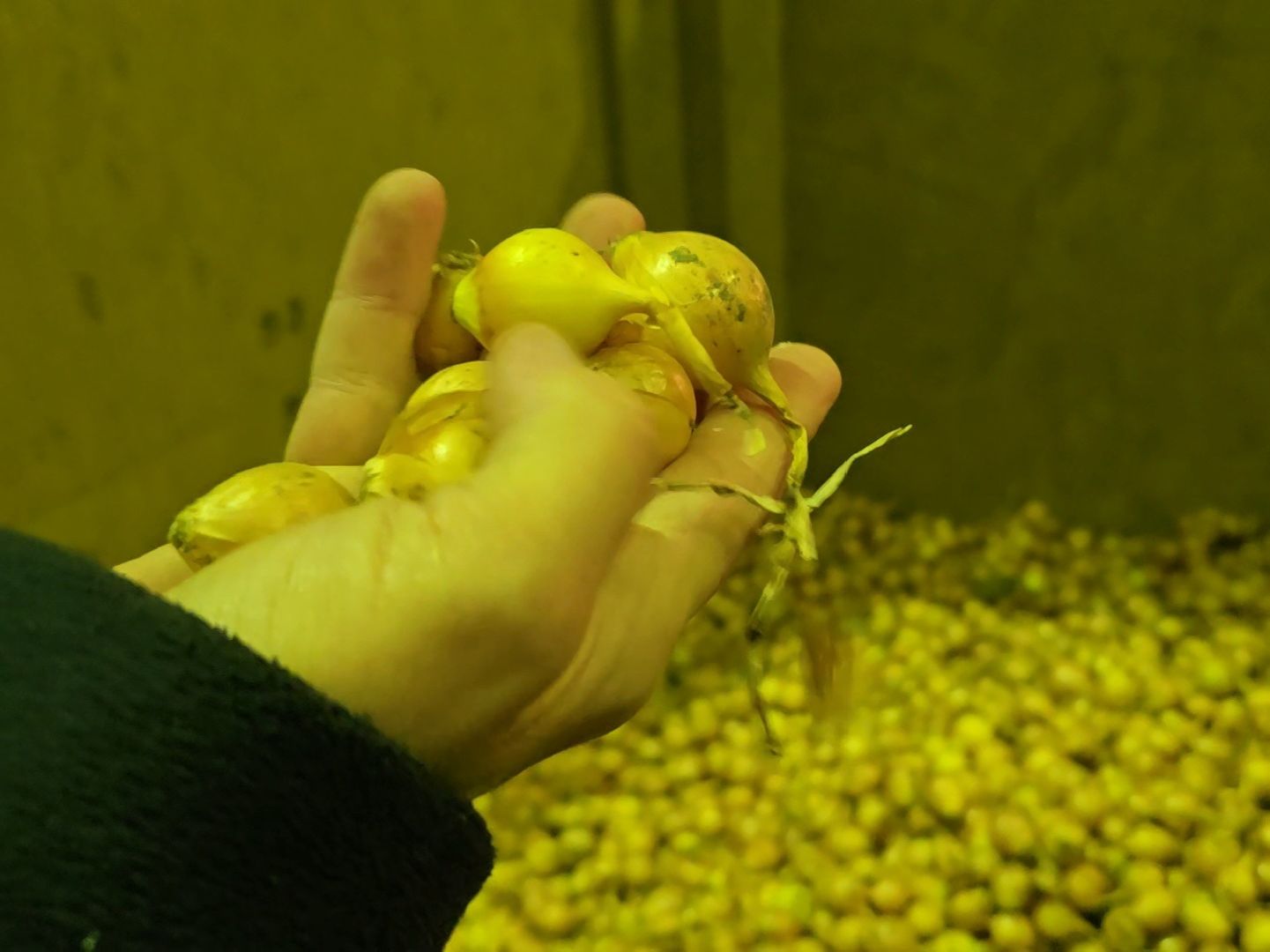 Коломна, Озеры, лук-севок, сельскохозяйственное предприятие,