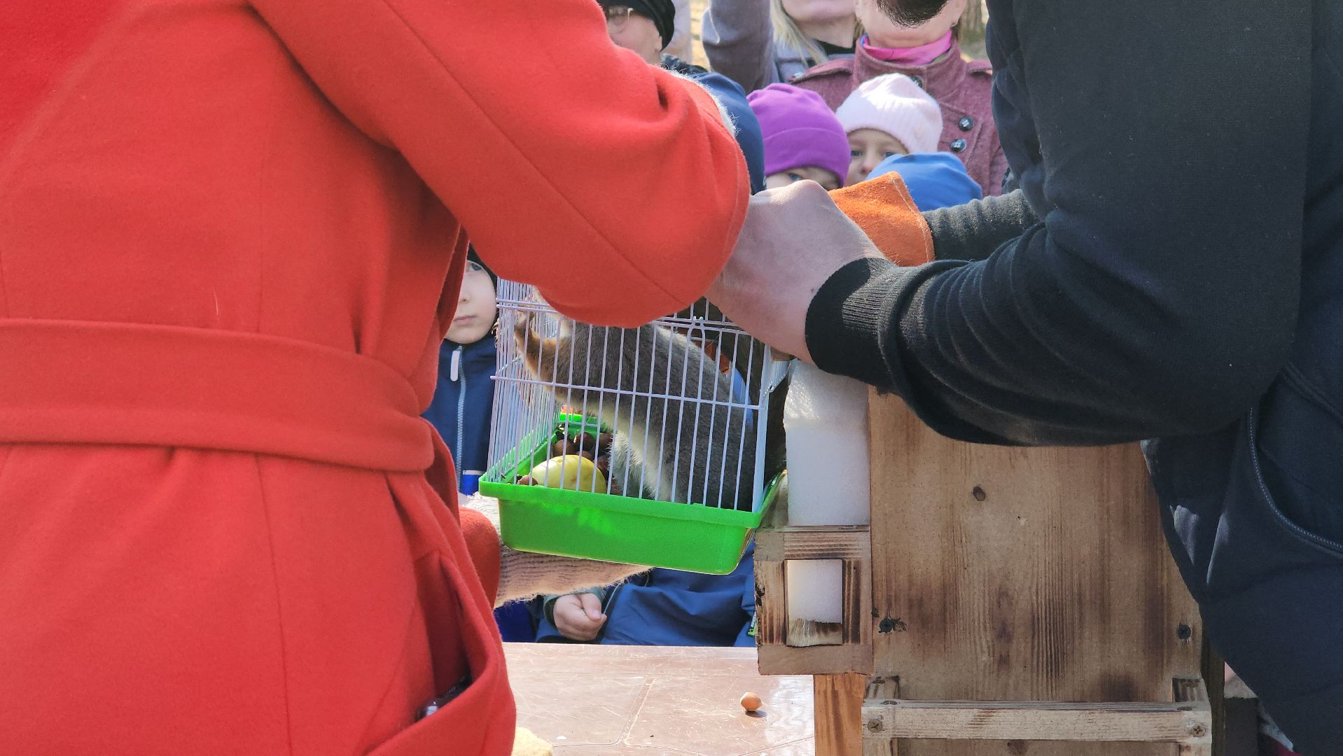 белки, природа, беличья тропа, шатурский парк, шатура,