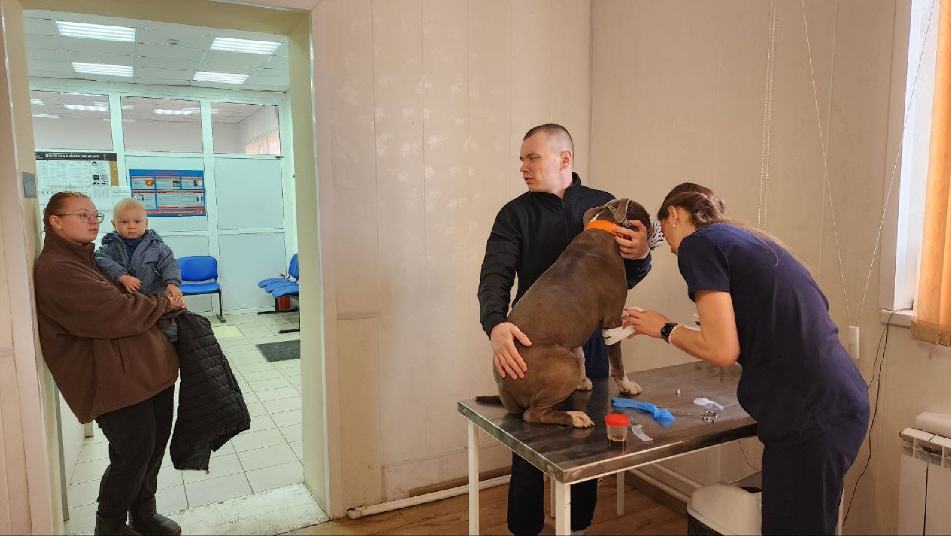 Дмитров, Госветстанция, Минсельхоз, Чипирование собак,