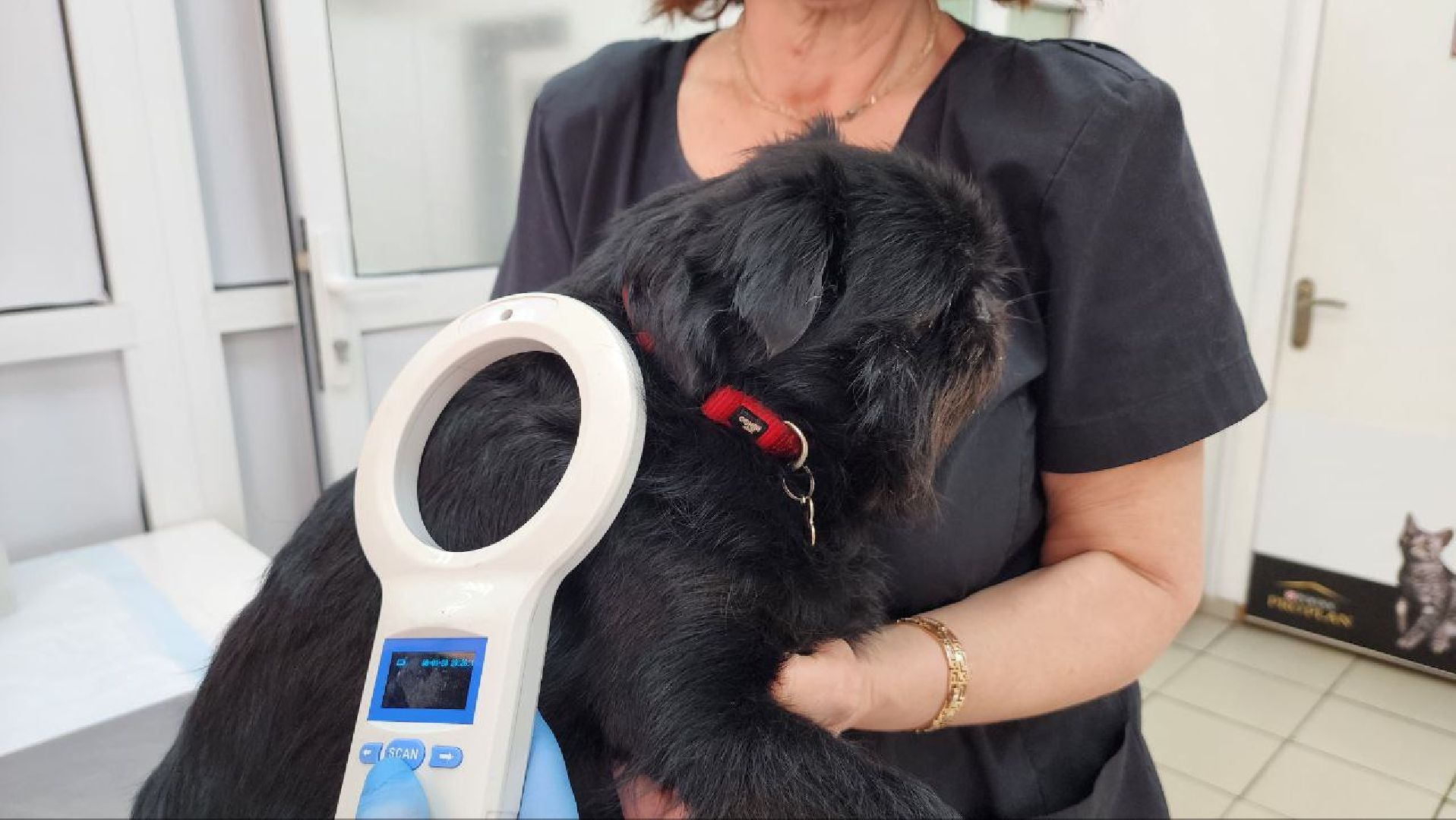 Дмитров, Госветстанция, Минсельхоз, Чипирование собак,