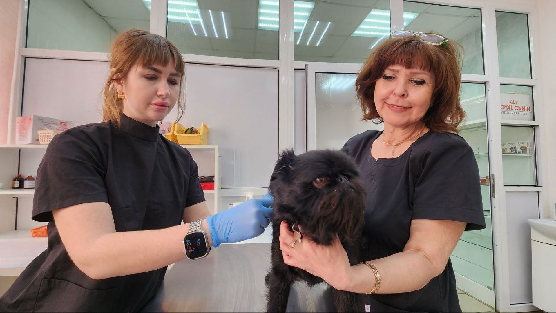 Дмитров, Госветстанция, Минсельхоз, Чипирование собак,