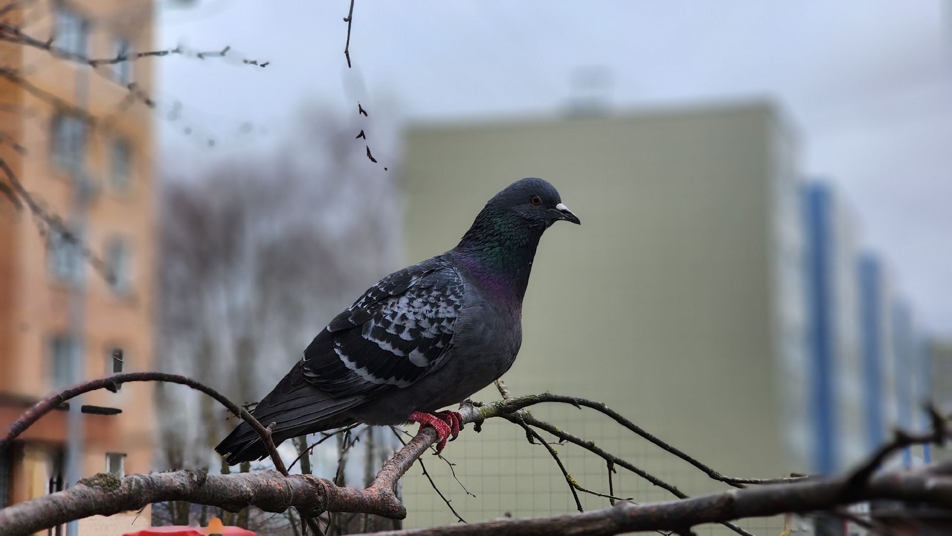 волоколамск, жкх, весенняя уборка,