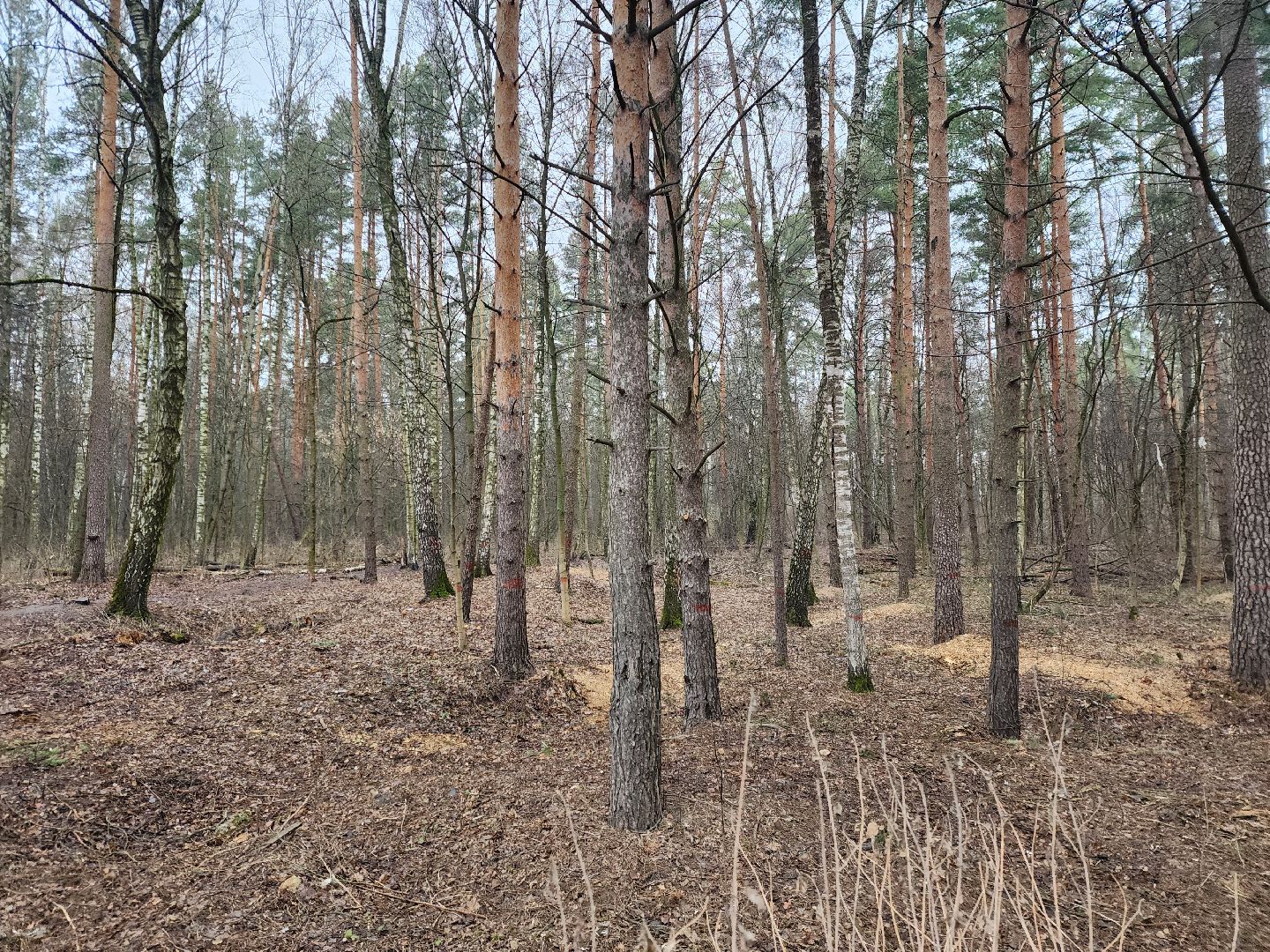 ногинск, строительство, благоустройство, жители, церковь, новый собор,