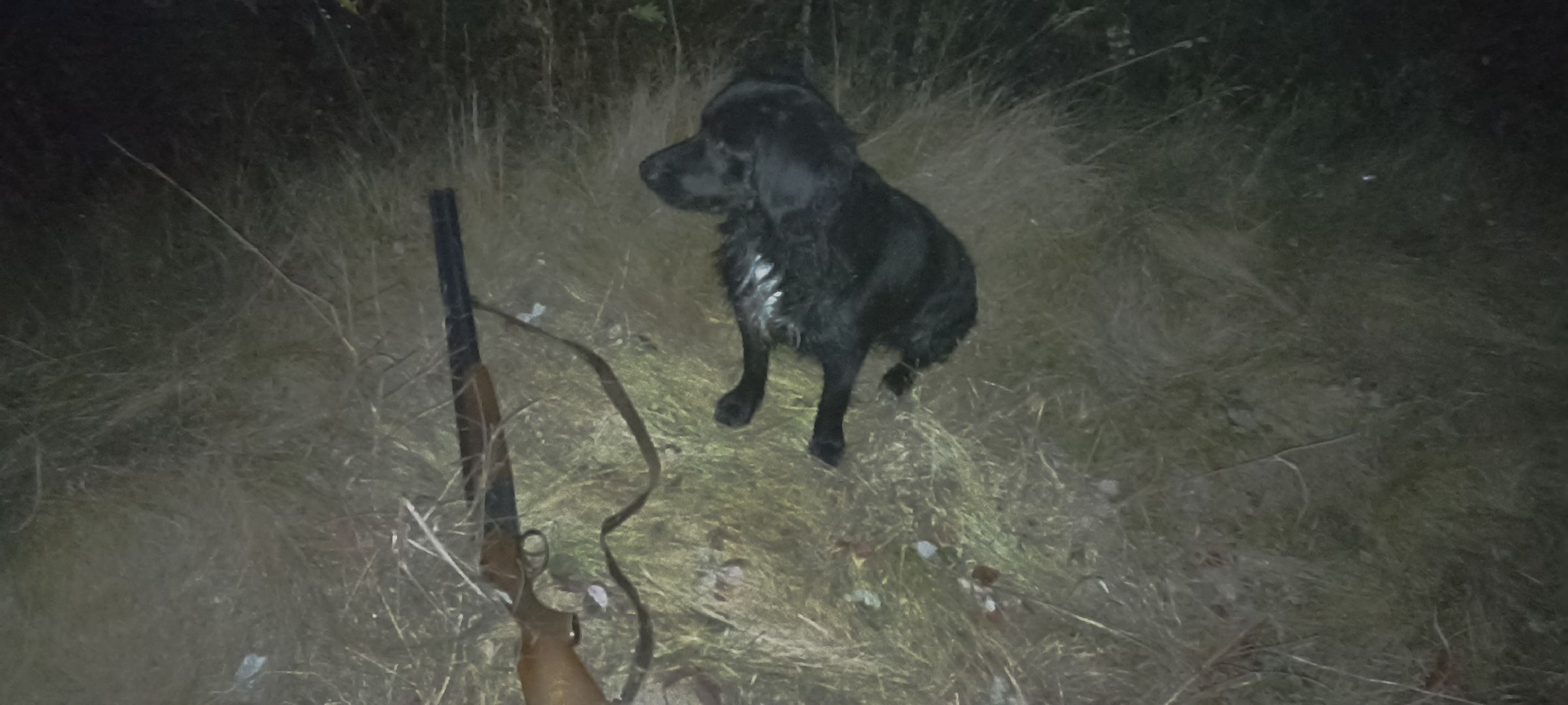 зарайск, весенняя охота, охота на селезня, охота на гуся, охота на вальдшнепа,Открытие охоты в Зарайске,