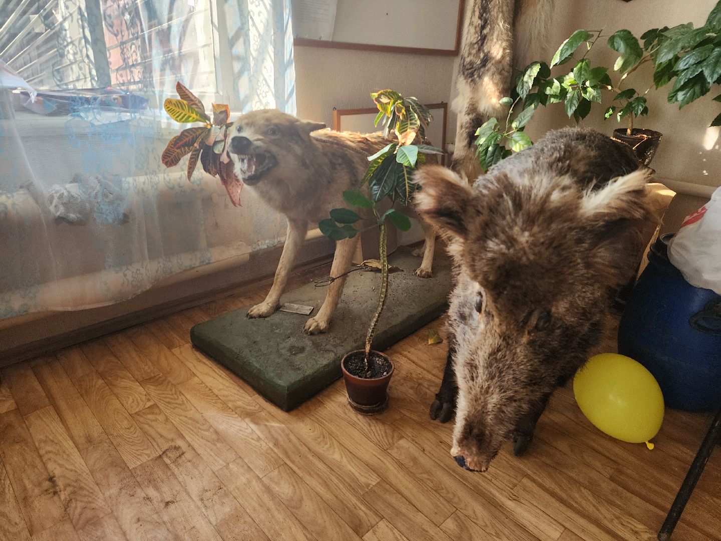 зарайск, весенняя охота, охота на селезня, охота на гуся, охота на вальдшнепа,Открытие охоты в Зарайске,