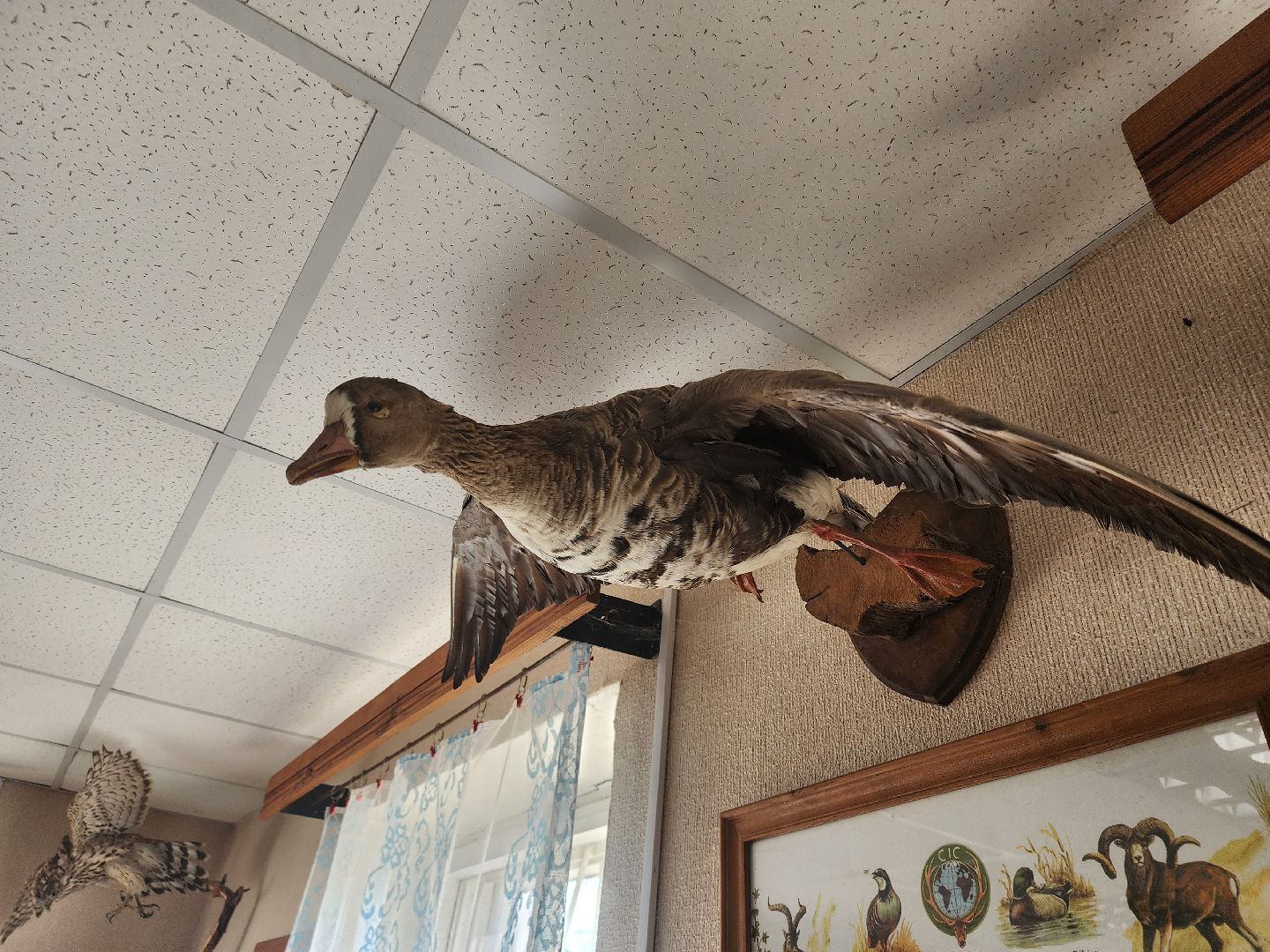 зарайск, весенняя охота, охота на селезня, охота на гуся, охота на вальдшнепа,Открытие охоты в Зарайске,