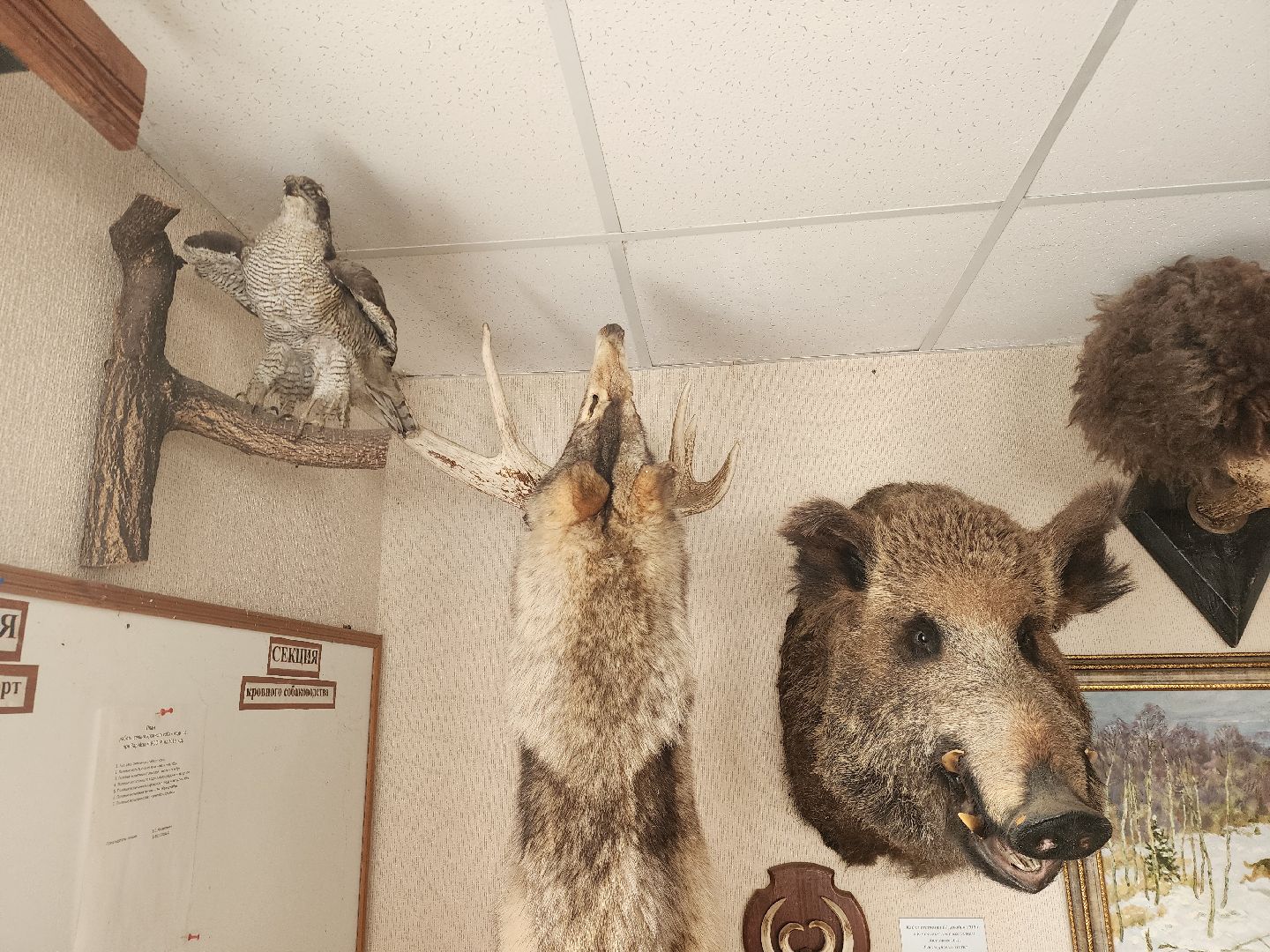 зарайск, весенняя охота, охота на селезня, охота на гуся, охота на вальдшнепа,Открытие охоты в Зарайске,